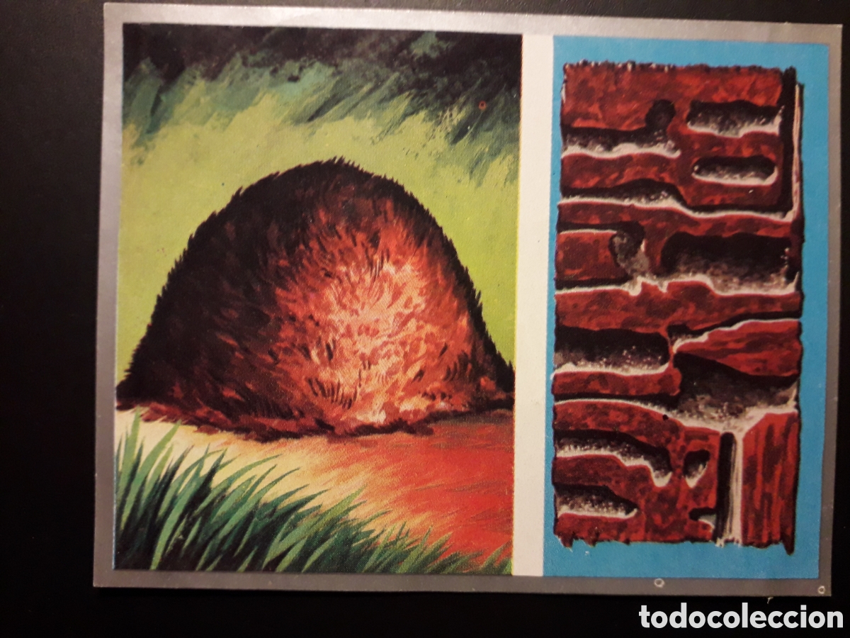 Collectable Antique Stickers: HORMIGAS, HORMIGUERO. ZOOLOG&Iacute;A Y BOT&Aacute;NICA N&deg; 49 ED MAGA 1969 DESPEGADO PEDIDO M&Iacute;NIMO 3&euro;.