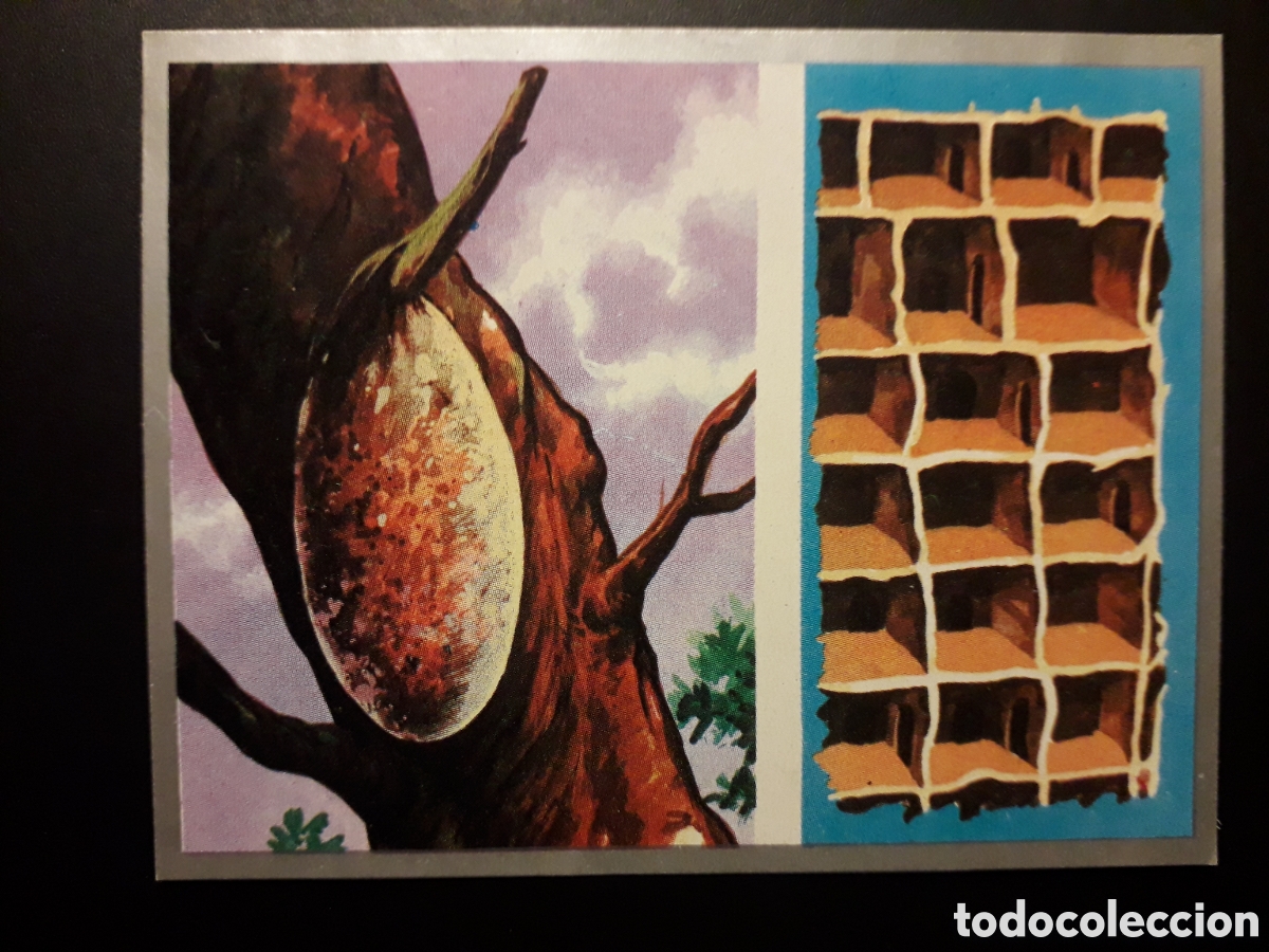 Collectable Antique Stickers: HORMIGAS, HORMIGUERO. ZOOLOG&Iacute;A Y BOT&Aacute;NICA N&deg; 50 ED MAGA 1969 DESPEGADO PEDIDO M&Iacute;NIMO 3&euro;