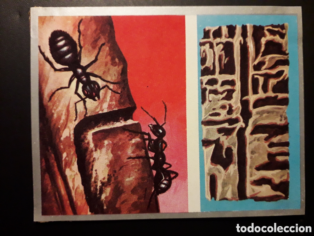 Collectable Antique Stickers: HORMIGAS, HORMIGUERO. ZOOLOG&Iacute;A Y BOT&Aacute;NICA N&deg; 51 ED MAGA 1969 DESPEGADO PEDIDO M&Iacute;NIMO 3&euro;