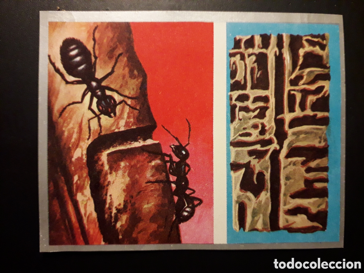 Collectable Antique Stickers: HORMIGAS, HORMIGUERO. ZOOLOG&Iacute;A Y BOT&Aacute;NICA N&deg; 51 ED MAGA 1969 DESPEGADO PEDIDO M&Iacute;NIMO 3&euro;.