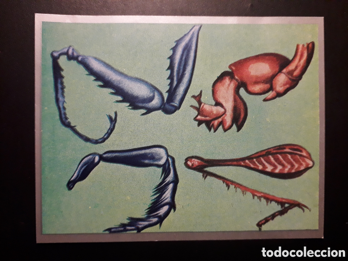 Collectable Antique Stickers: PARTES DE UN INSECTO. ZOOLOG&Iacute;A Y BOT&Aacute;NICA N&deg; 58 ED MAGA 1969 DESPEGADO PEDIDO M&Iacute;NIMO 3&euro;