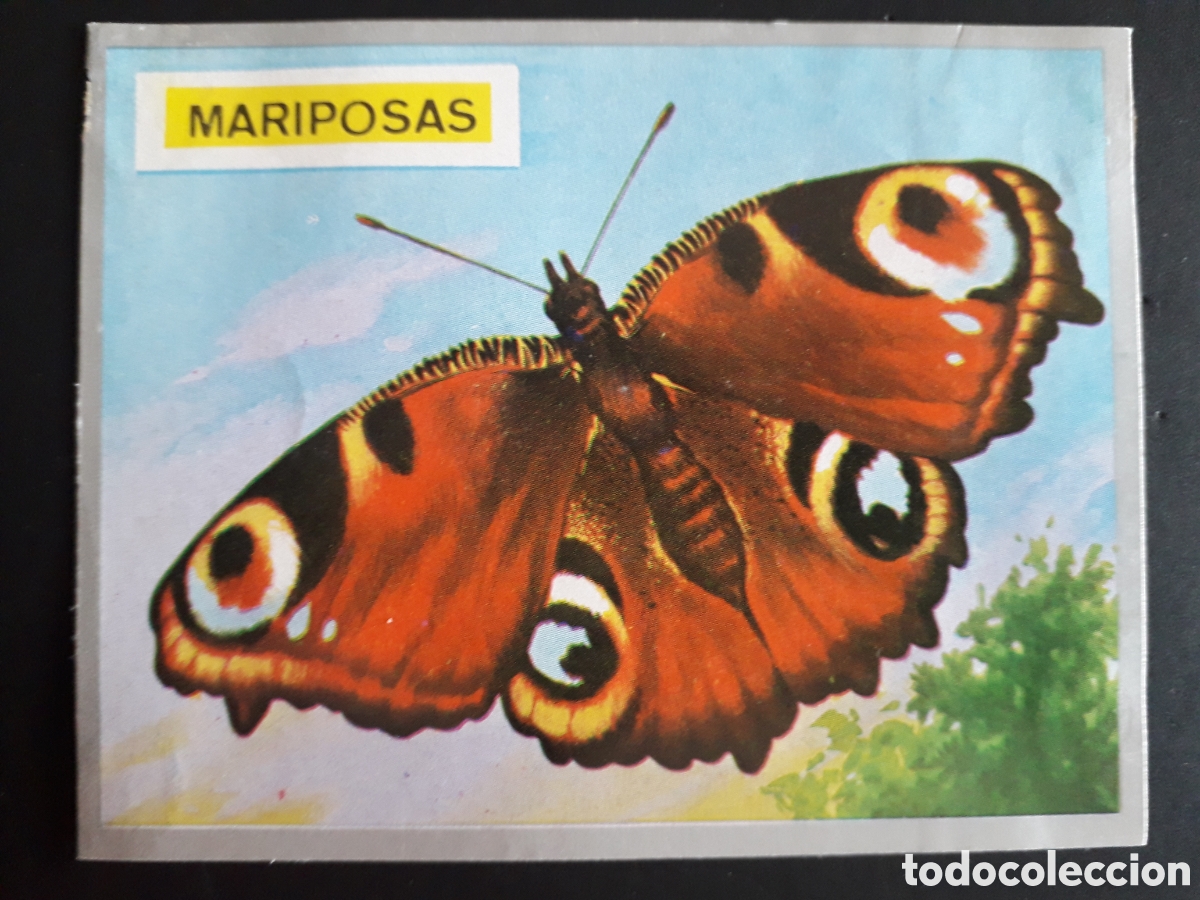 Colecionismo Cromos antigos: MARIPOSAS ZOOLOG&Iacute;A Y BOT&Aacute;NICA N&deg; 73 ED MAGA 1969 DESPEGADO PEDIDO M&Iacute;NIMO 3&euro;