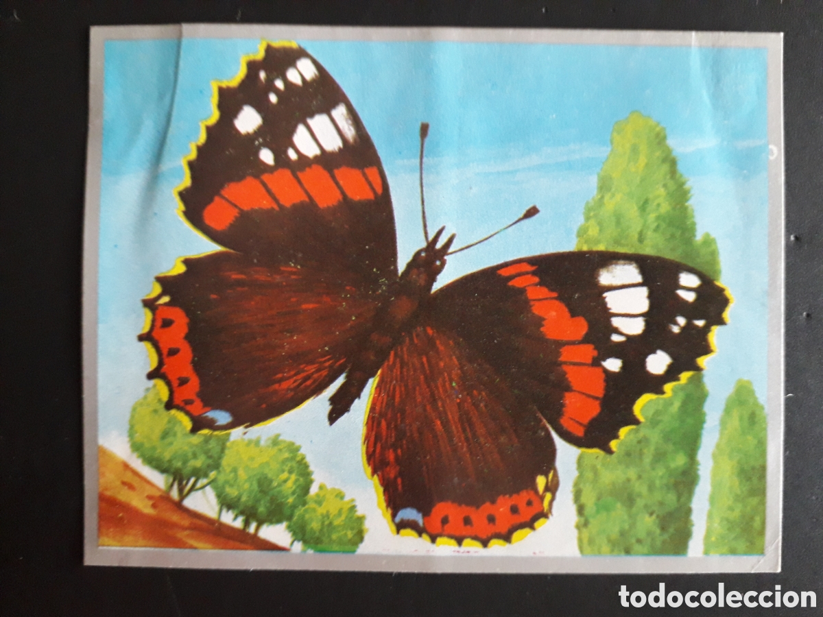 Colecionismo Cromos antigos: MARIPOSAS ZOOLOG&Iacute;A Y BOT&Aacute;NICA N&deg; 74 ED MAGA 1969 DESPEGADO PEDIDO M&Iacute;NIMO 3&euro;