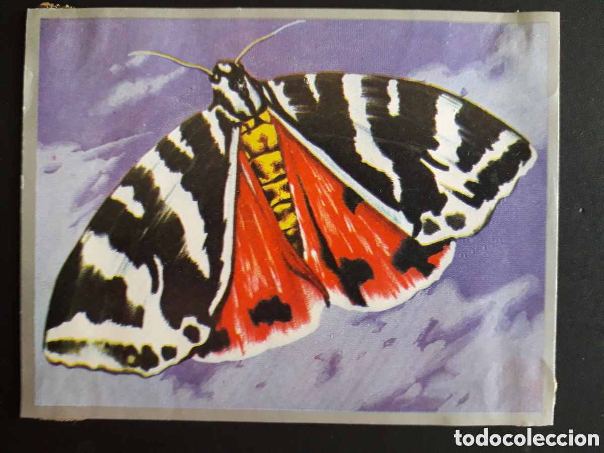 Coleccionismo Cromos antiguos: MARIPOSAS ZOOLOG&Iacute;A Y BOT&Aacute;NICA N&deg; 75 ED MAGA 1969 DESPEGADO PEDIDO M&Iacute;NIMO 3&euro;
