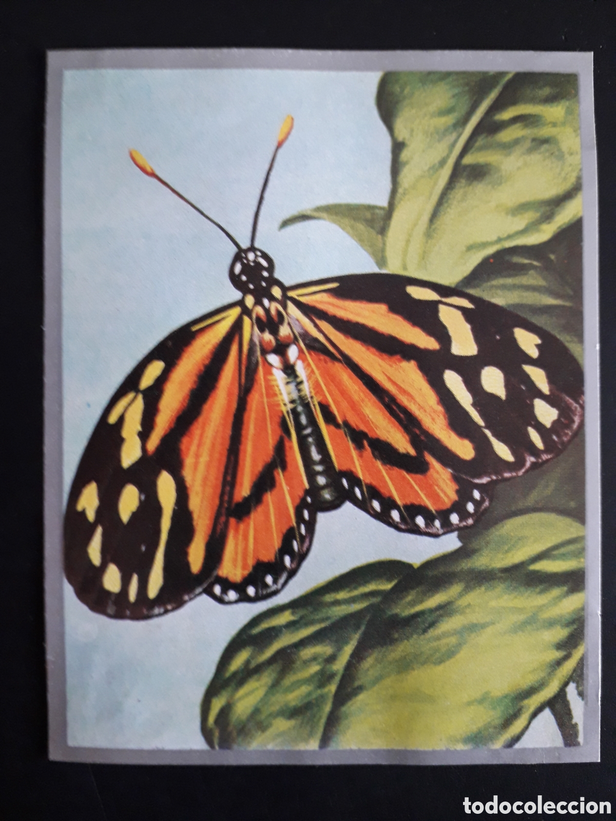Coleccionismo Cromos antiguos: MARIPOSAS ZOOLOG&Iacute;A Y BOT&Aacute;NICA N&deg; 78 ED MAGA 1969 DESPEGADO PEDIDO M&Iacute;NIMO 3&euro;