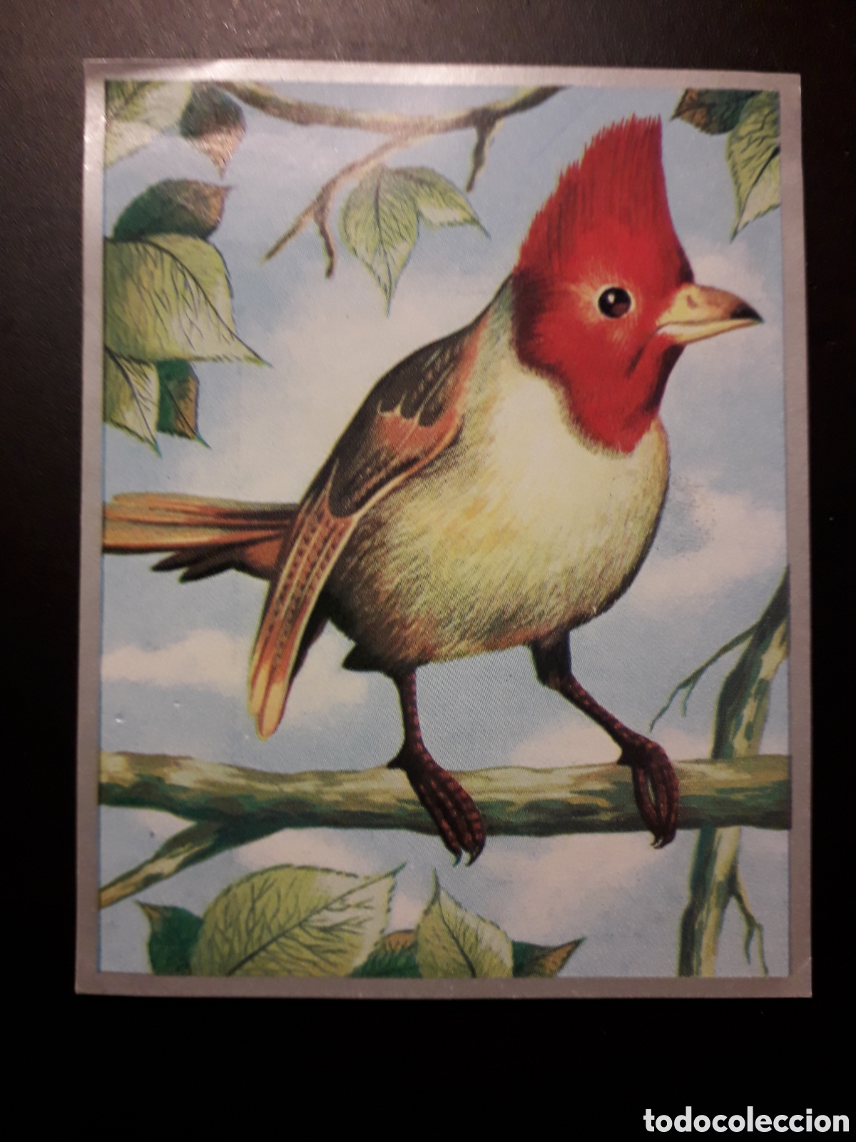 Coleccionismo Cromos antiguos: CARDENAL GRIS, AVES CANORAS, ZOOLOG&Iacute;A Y BOT&Aacute;NICA N&deg; 119 ED MAGA 1969 DESPEGADO PEDIDO M&Iacute;NIMO 3&euro;.