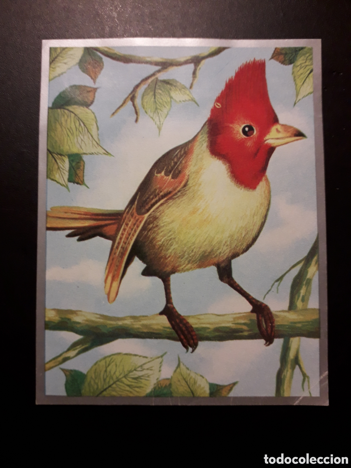 Coleccionismo Cromos antiguos: CARDENAL GRIS, AVES CANORAS, ZOOLOG&Iacute;A Y BOT&Aacute;NICA N&deg; 119 ED MAGA 1969 DESPEGA DOBLEZ PEDIDO M&Iacute;NIMO 3&euro;