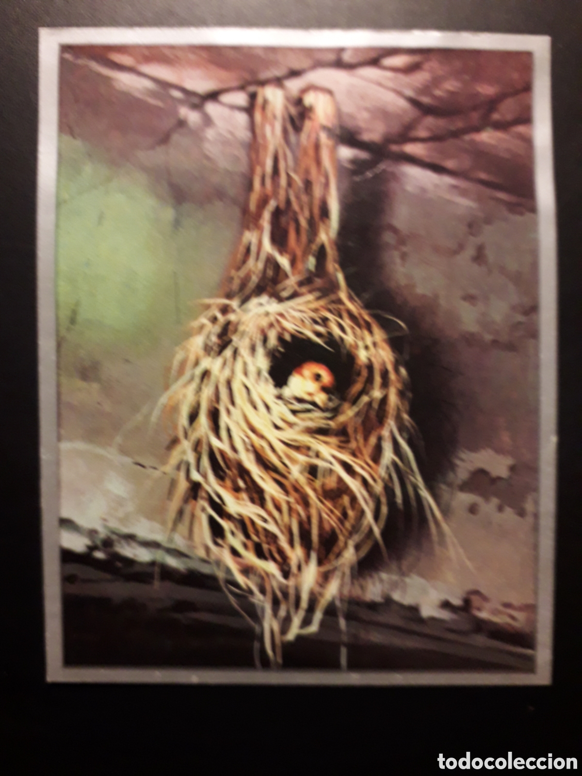 Coleccionismo Cromos antiguos: NIDOS DE AVES, ZOOLOG&Iacute;A Y BOT&Aacute;NICA N&deg; 133 ED MAGA 1969 DESPEGADO PEDIDO M&Iacute;NIMO 3&euro;