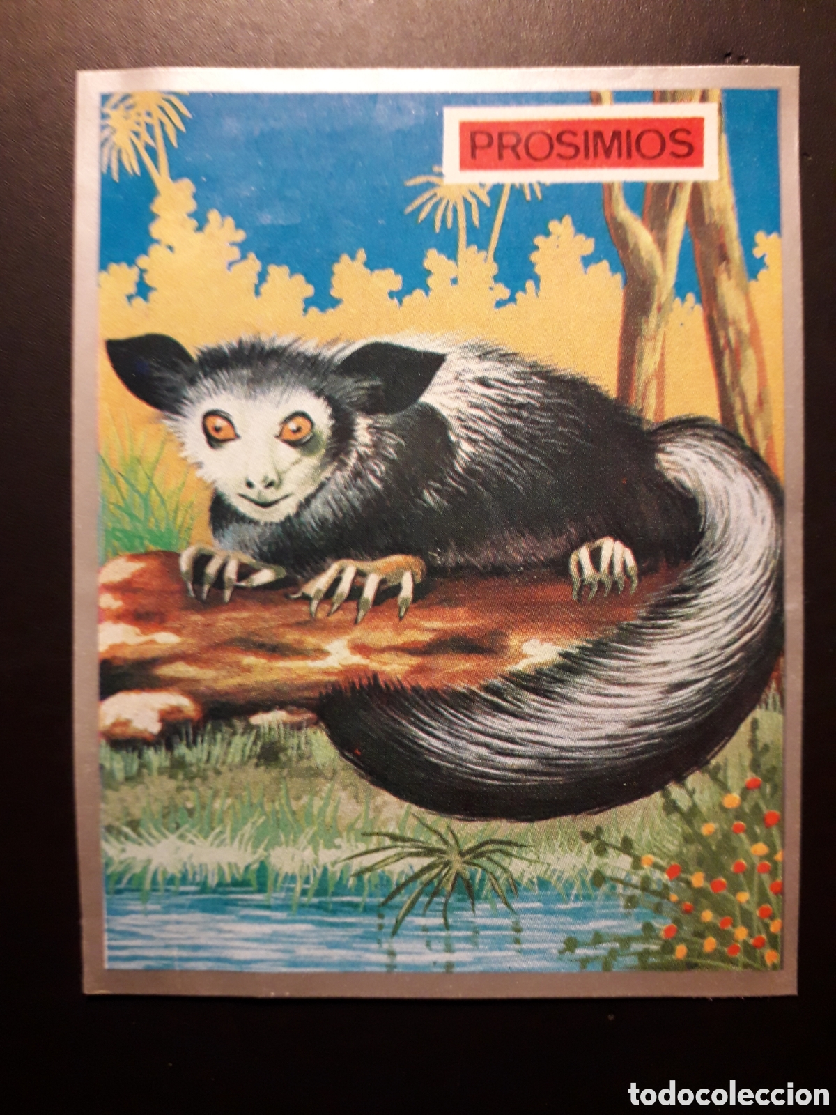 Coleccionismo Cromos antiguos: AYE AYE, PROSIMIOS, ZOOLOG&Iacute;A Y BOT&Aacute;NICA N&deg; 136 ED MAGA 1969 DESPEGADO PEDIDO M&Iacute;NIMO 3&euro;.