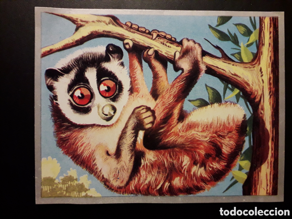 Coleccionismo Cromos antiguos: LORIS GRACIL, PROSIMIOS, ZOOLOG&Iacute;A Y BOT&Aacute;NICA N&deg; 140 ED MAGA 1969 DESPEGADO PEDIDO M&Iacute;NIMO 3&euro;