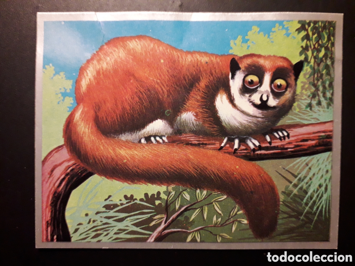 Coleccionismo Cromos antiguos: LEMUR ENANO, PROSIMIOS, ZOOLOG&Iacute;A Y BOT&Aacute;NICA N&deg; 142 ED MAGA 1969 DESPEGADO PEDIDO M&Iacute;NIMO 3&euro;