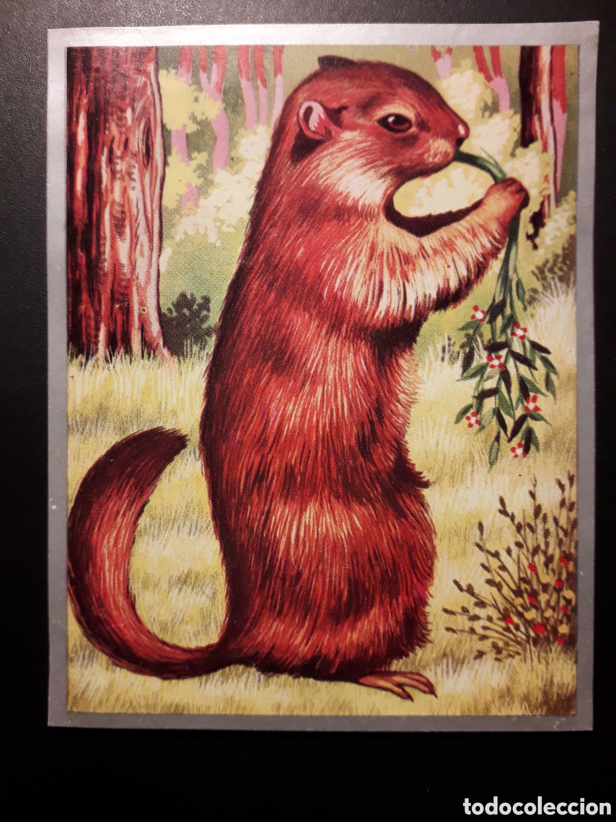 Coleccionismo Cromos antiguos: MARMOTA, ROEDORES ZOOLOG&Iacute;A Y BOT&Aacute;NICA N&deg; 146 ED MAGA 1969 DESPEGADO PEDIDO M&Iacute;NIMO 3&euro;