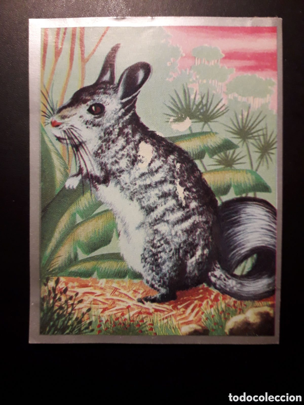 Coleccionismo Cromos antiguos: CHINCHILLA, ROEDORES ZOOLOG&Iacute;A Y BOT&Aacute;NICA N&deg; 147 ED MAGA 1969 DESPEGADO PEDIDO M&Iacute;NIMO 3&euro;