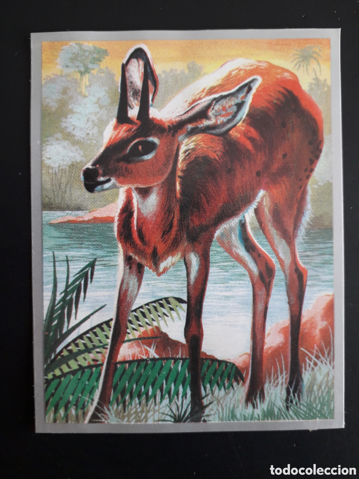 Sammeln alte Sammelbilder: GACELA, RUMIANTES ZOOLOG&Iacute;A Y BOT&Aacute;NICA N&deg; 165 ED MAGA 1969 DESPEGADO PEDIDO M&Iacute;NIMO 3&euro;