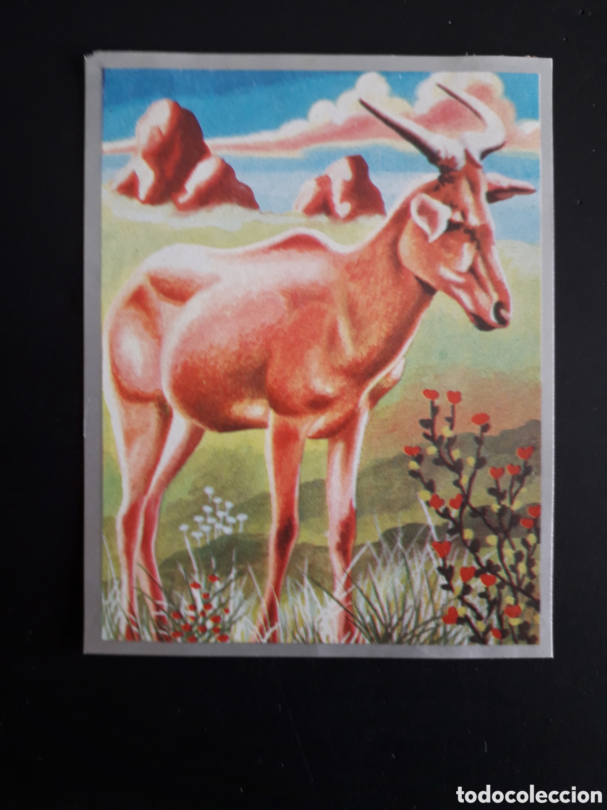 Sammeln alte Sammelbilder: ACELAFO RUMIANTES ZOOLOG&Iacute;A Y BOT&Aacute;NICA N&deg; 167 ED MAGA 1969 DESPEGADO ESQUINA MORDIDA PEDIDO M&Iacute;NIMO 3&euro;