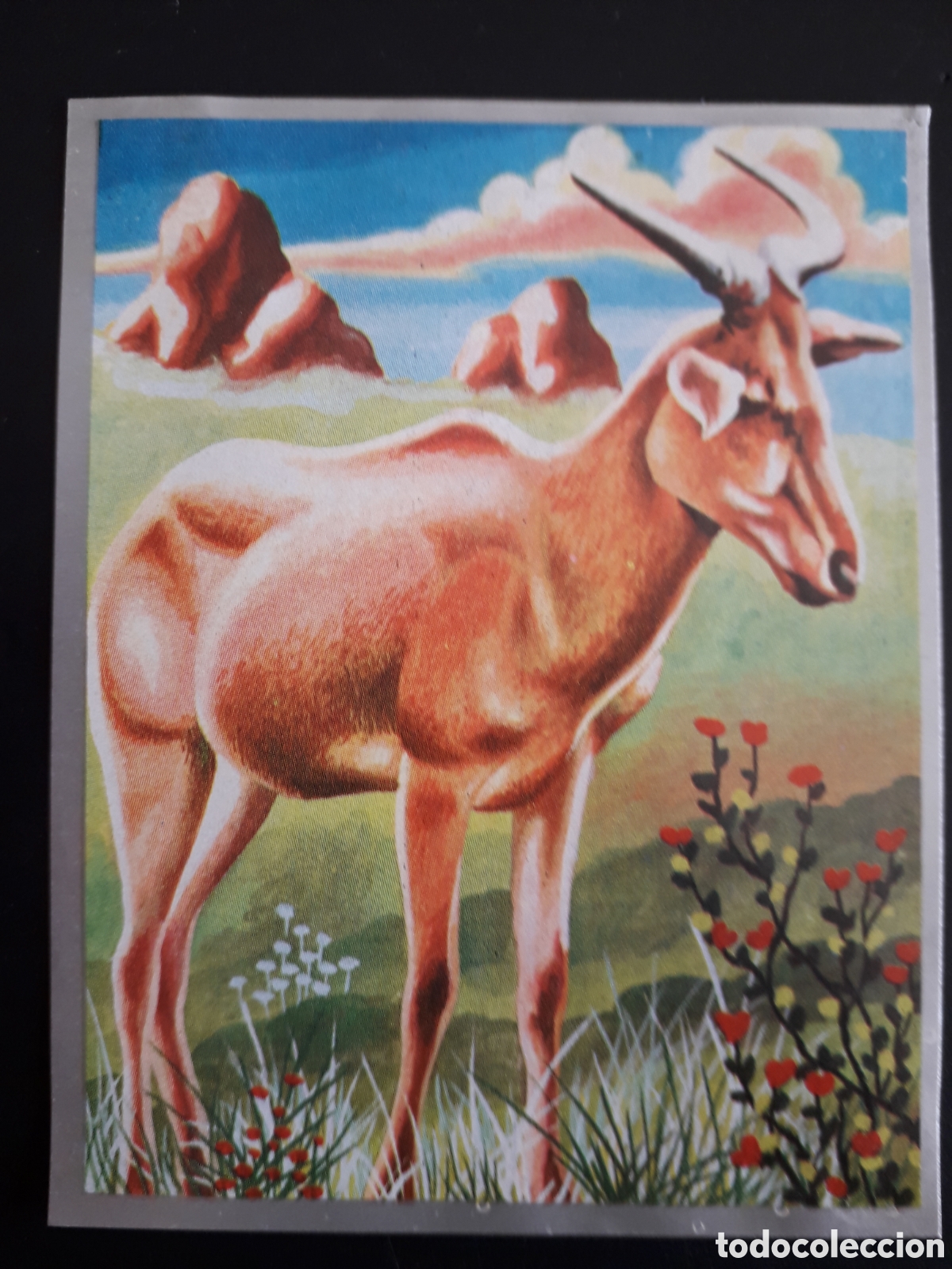 Sammeln alte Sammelbilder: ACELAFO, RUMIANTES ZOOLOG&Iacute;A Y BOT&Aacute;NICA N&deg; 167 ED MAGA 1969 DESPEGADO PEDIDO M&Iacute;NIMO 3&euro;