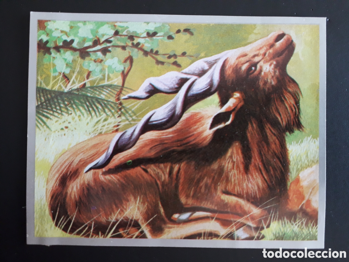 Sammeln alte Sammelbilder: MARKOR, RUMIANTES ZOOLOG&Iacute;A Y BOT&Aacute;NICA N&deg; 168 ED MAGA 1969 DESPEGADO PEDIDO M&Iacute;NIMO 3&euro;.