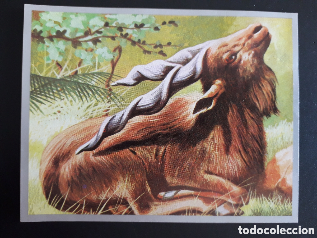 Sammeln alte Sammelbilder: MARKOR, RUMIANTES ZOOLOG&Iacute;A Y BOT&Aacute;NICA N&deg; 168 ED MAGA 1969 DESPEGADO PEDIDO M&Iacute;NIMO 3&euro;