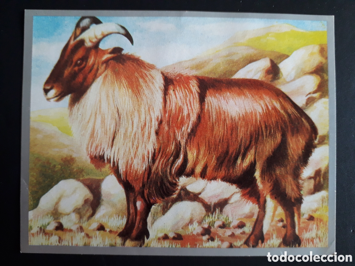 Sammeln alte Sammelbilder: TAR, RUMIANTES ZOOLOG&Iacute;A Y BOT&Aacute;NICA N&deg; 169 ED MAGA 1969 DESPEGADO PEDIDO M&Iacute;NIMO 3&euro;