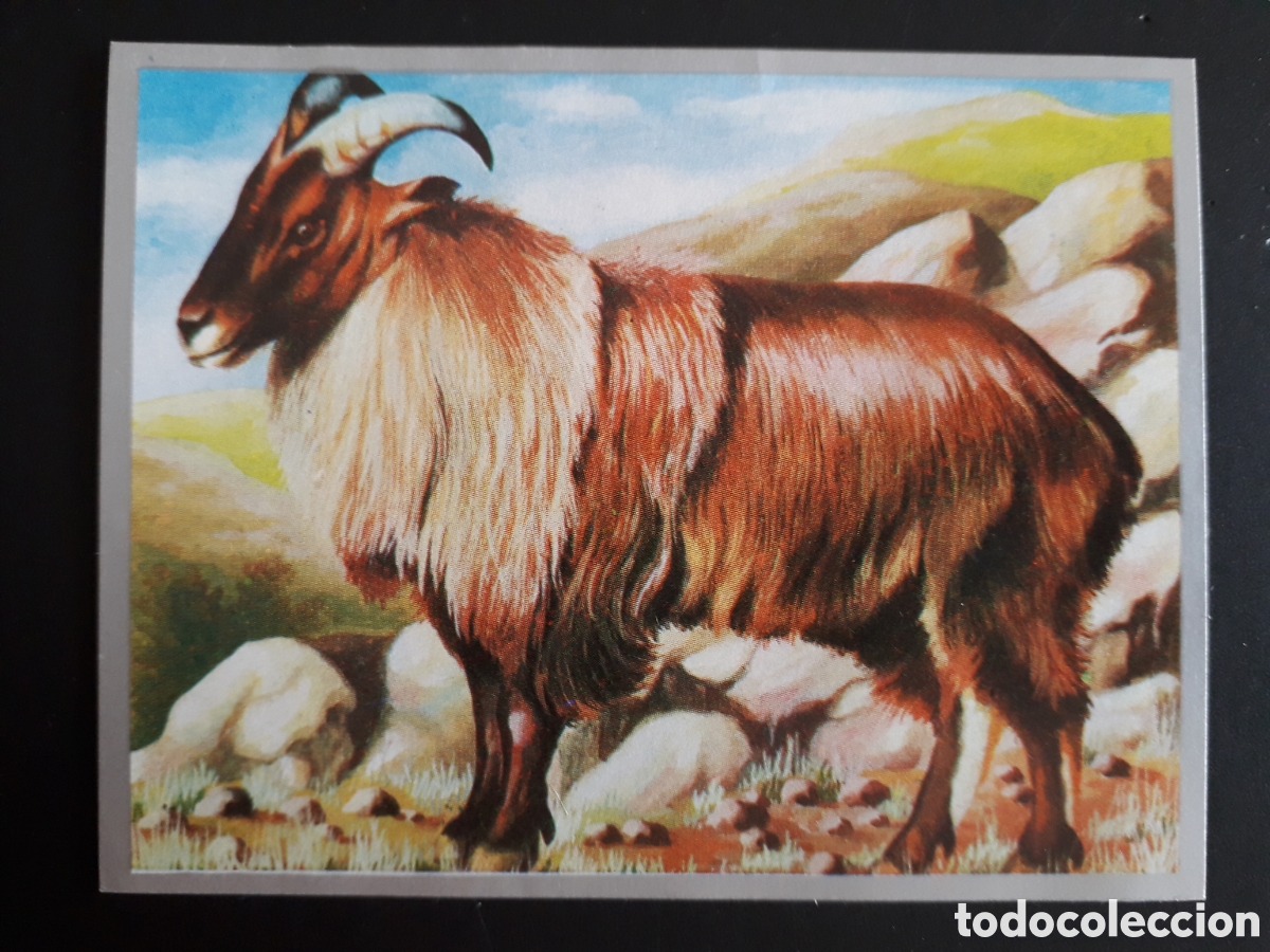 Sammeln alte Sammelbilder: TAR, RUMIANTES ZOOLOG&Iacute;A Y BOT&Aacute;NICA N&deg; 169 ED MAGA 1969 SIN PEGAR PEDIDO M&Iacute;NIMO 3&euro;