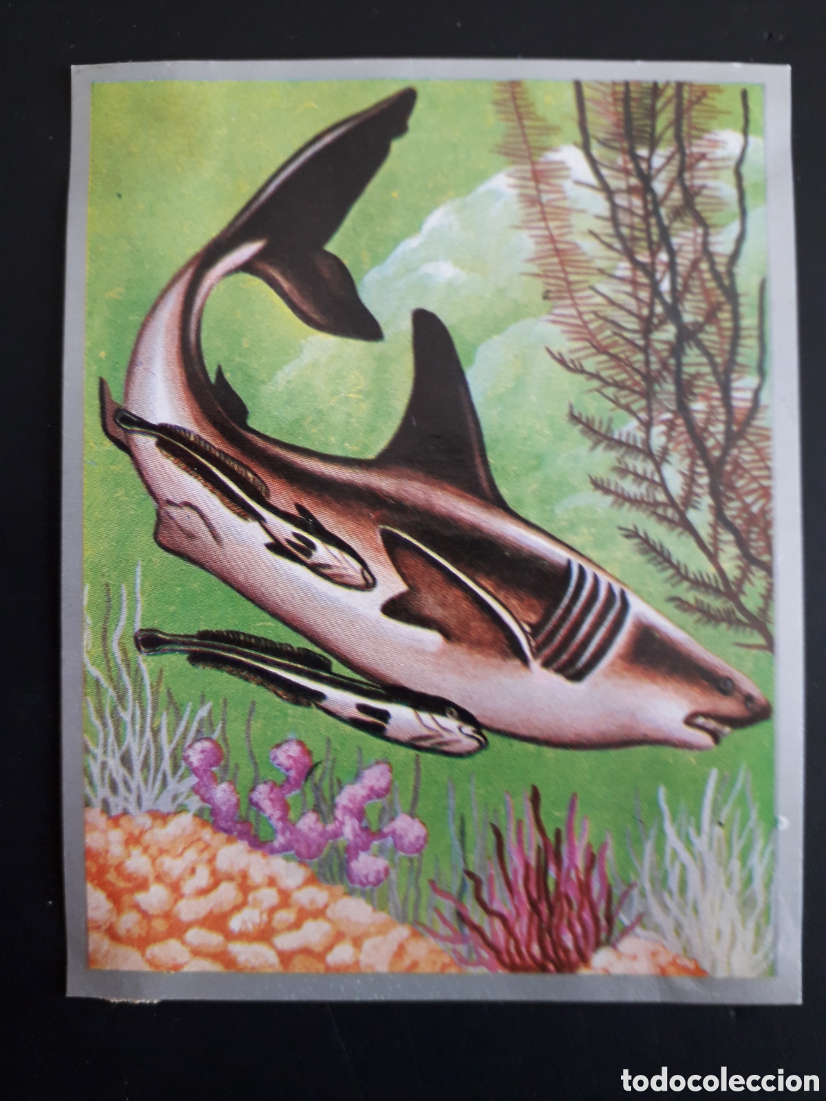 Sammeln alte Sammelbilder: SIMBIOSIS ZOOLOG&Iacute;A Y BOT&Aacute;NICA N&deg; 174 ED MAGA 1969 DESPEGADO PEDIDO M&Iacute;NIMO 3&euro;