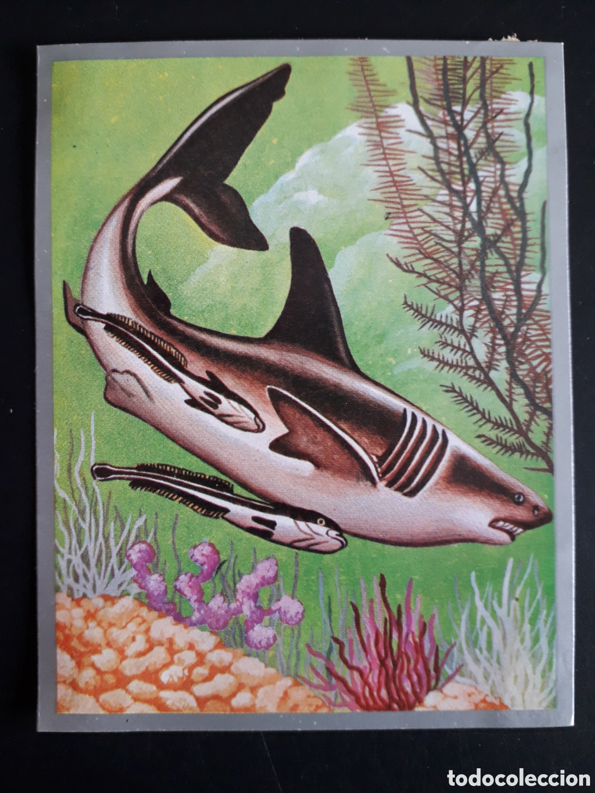 Sammeln alte Sammelbilder: SIMBIOSIS ZOOLOG&Iacute;A Y BOT&Aacute;NICA N&deg; 174 ED MAGA 1969 DESPEGADO PEDIDO M&Iacute;NIMO 3&euro;
