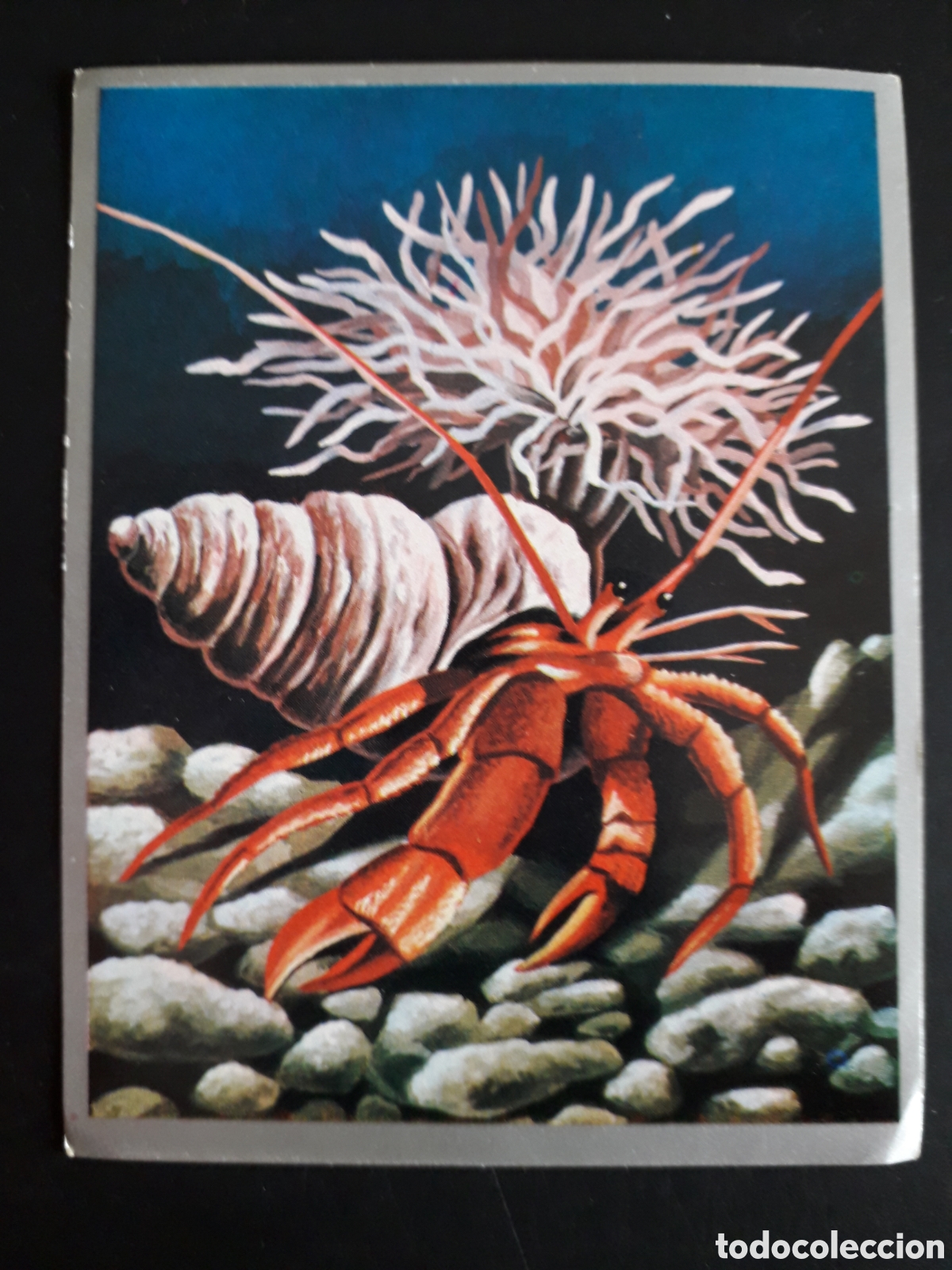 Sammeln alte Sammelbilder: SIMBIOSIS ZOOLOG&Iacute;A Y BOT&Aacute;NICA N&deg; 176 ED MAGA 1969 SIN PEGAR PEDIDO M&Iacute;NIMO 3&euro;