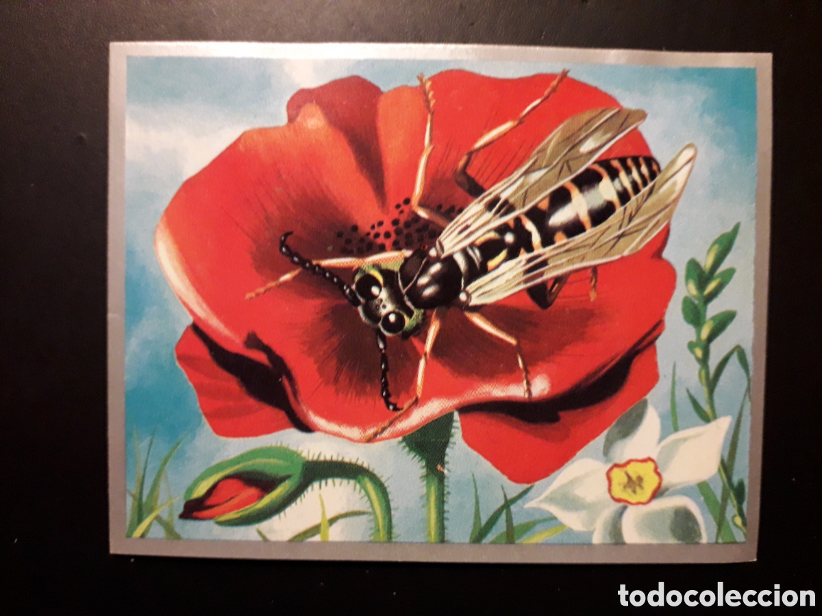 Sammeln alte Sammelbilder: POLINIZACI&Oacute;N, ZOOLOG&Iacute;A Y BOT&Aacute;NICA N&deg; 221 ED MAGA 1969 DESPEGADO PEDIDO M&Iacute;NIMO 3&euro;