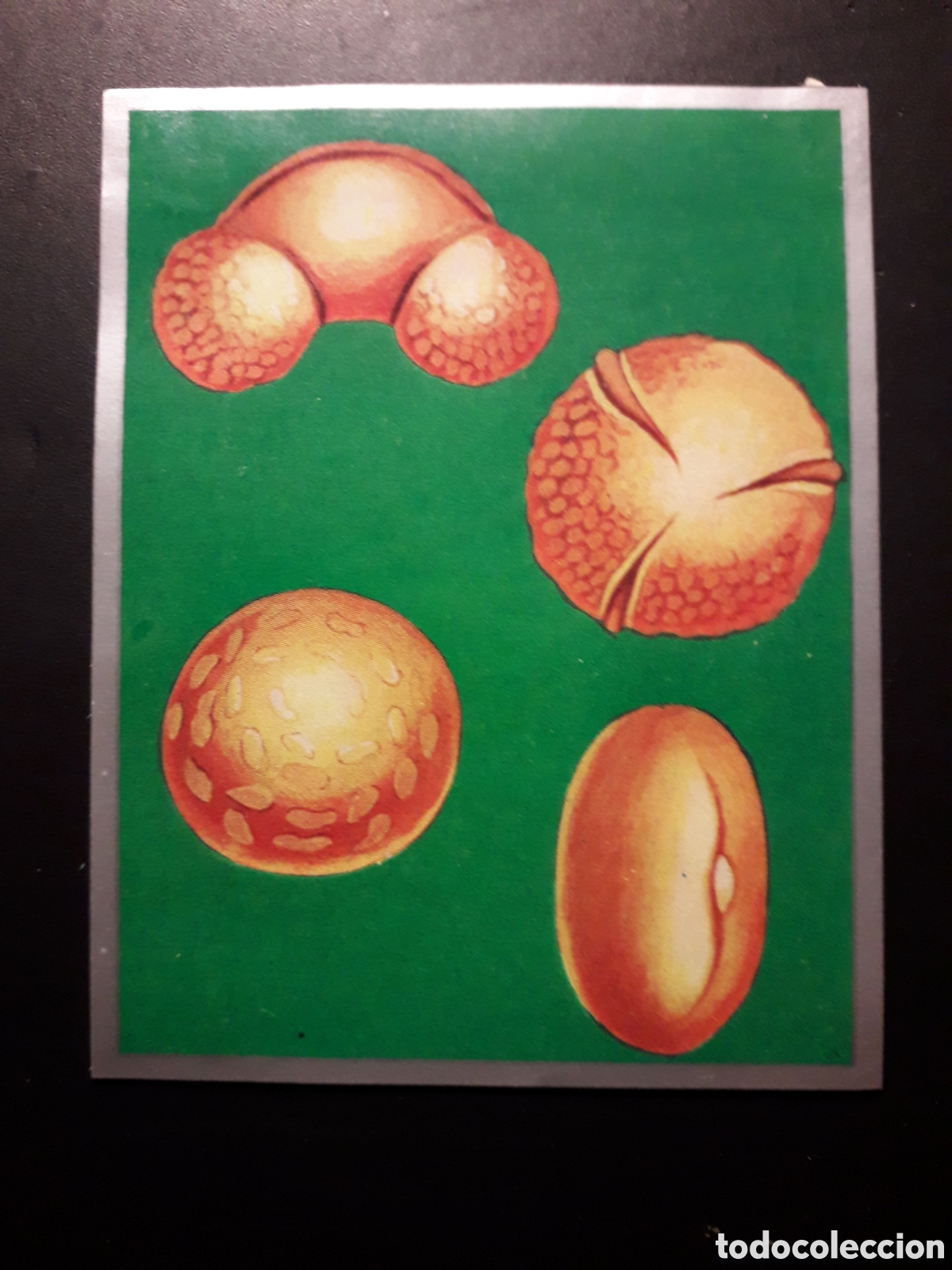 Sammeln alte Sammelbilder: GRANOS DE POLEN, ZOOLOG&Iacute;A Y BOT&Aacute;NICA N&deg; 222 ED MAGA 1969 DESPEGADO PEDIDO M&Iacute;NIMO 3&euro;