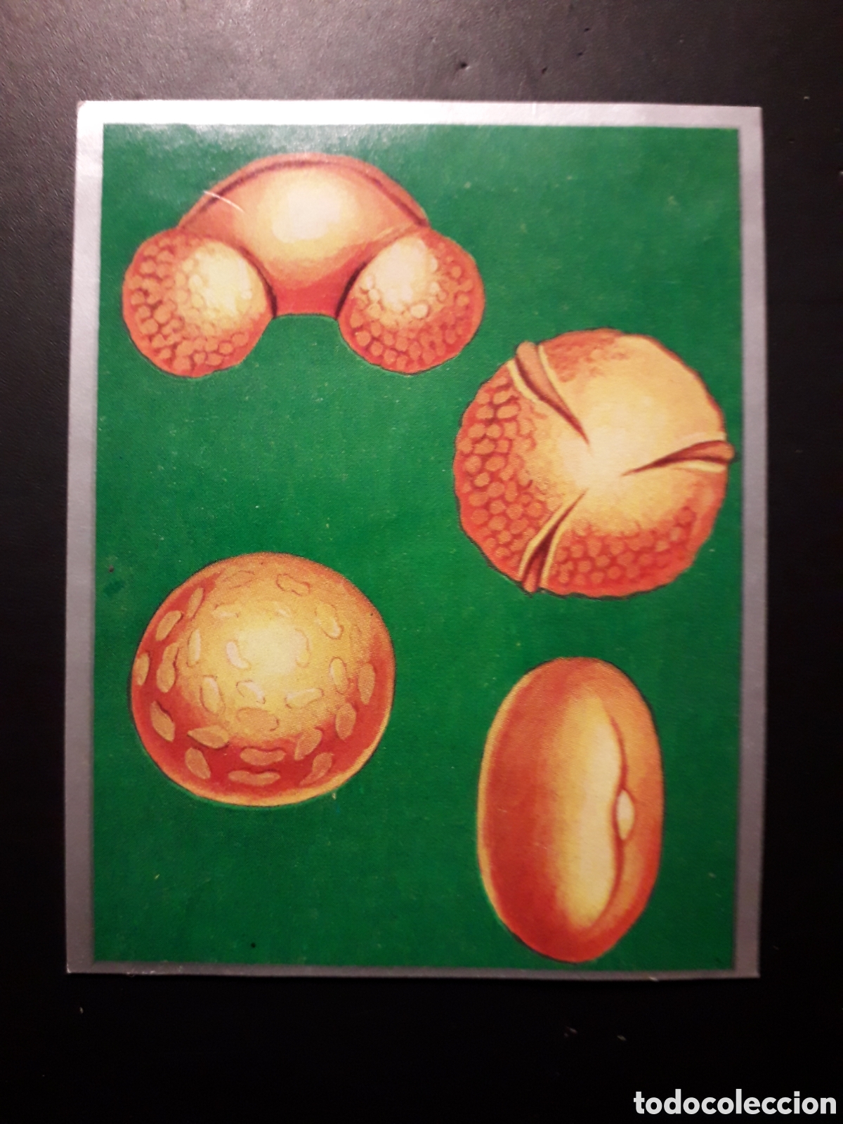 Sammeln alte Sammelbilder: GRANOS DE POLEN, ZOOLOG&Iacute;A Y BOT&Aacute;NICA N&deg; 222 ED MAGA 1969 DESPEGADO PEDIDO M&Iacute;NIMO 3&euro;