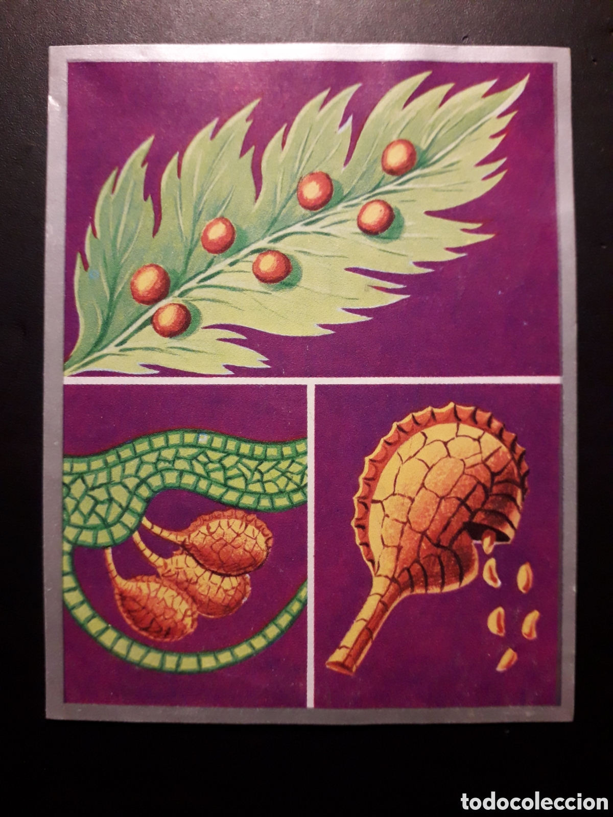 Sammeln alte Sammelbilder: ESPORAS, ZOOLOG&Iacute;A Y BOT&Aacute;NICA N&deg; 224 ED MAGA 1969 DESPEGADO PEDIDO M&Iacute;NIMO 3&euro;