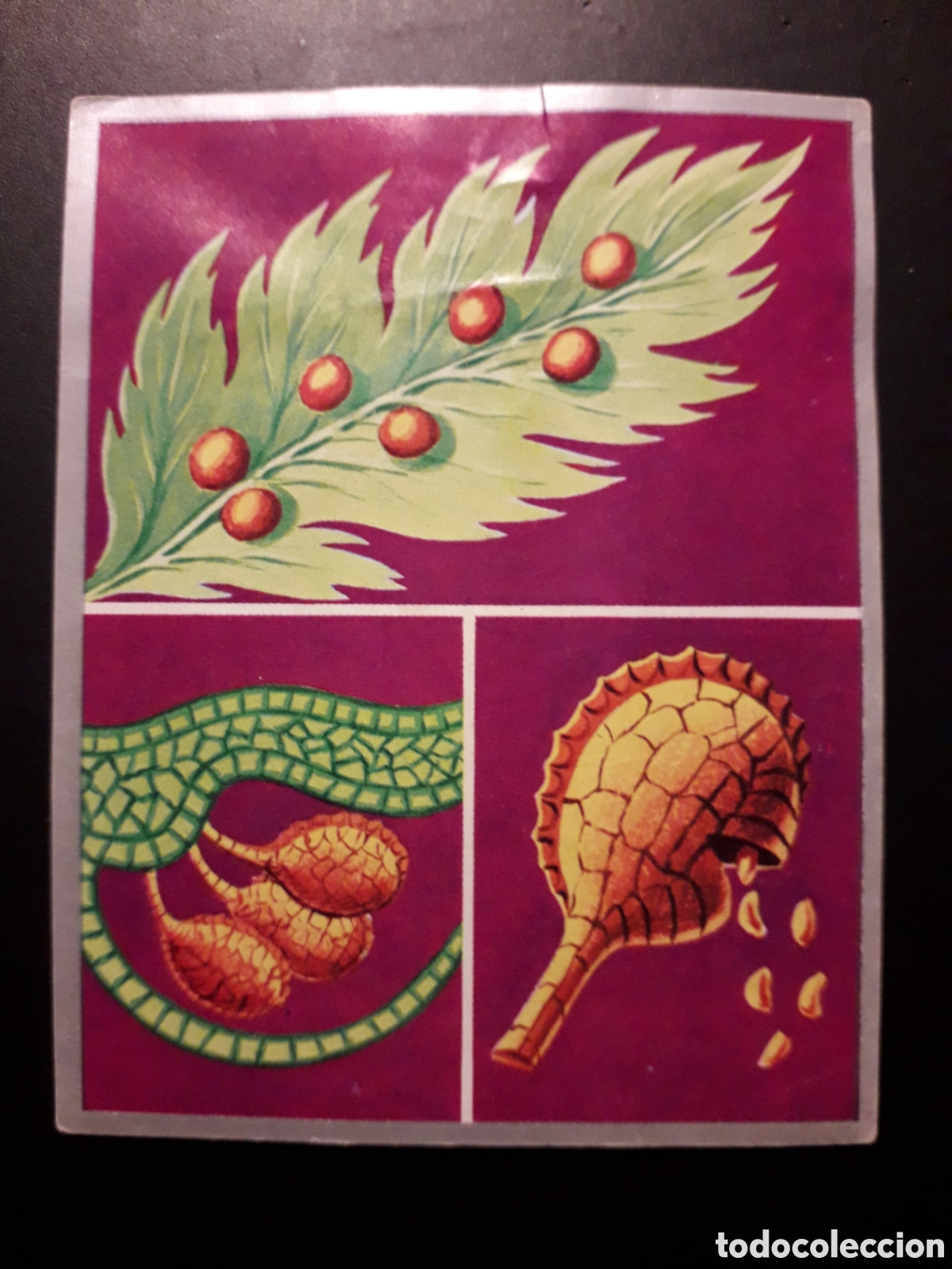 Sammeln alte Sammelbilder: ESPORAS, ZOOLOG&Iacute;A Y BOT&Aacute;NICA N&deg; 224 ED MAGA 1969 DESPEGADO PEDIDO M&Iacute;NIMO 3&euro;