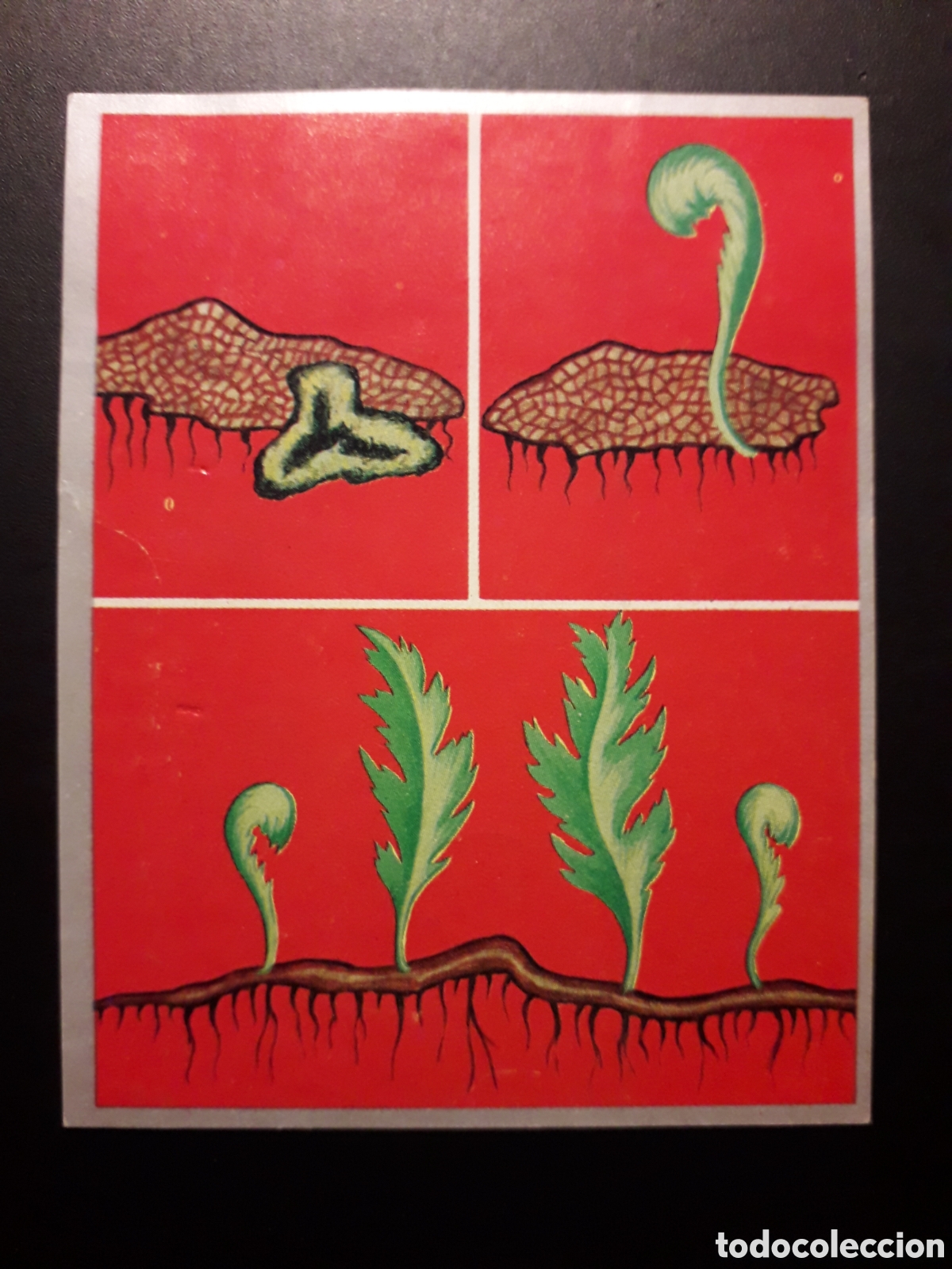 Sammeln alte Sammelbilder: ZOOLOG&Iacute;A Y BOT&Aacute;NICA N&deg; 225 ED MAGA 1969 DESPEGADO PEDIDO M&Iacute;NIMO 3&euro;