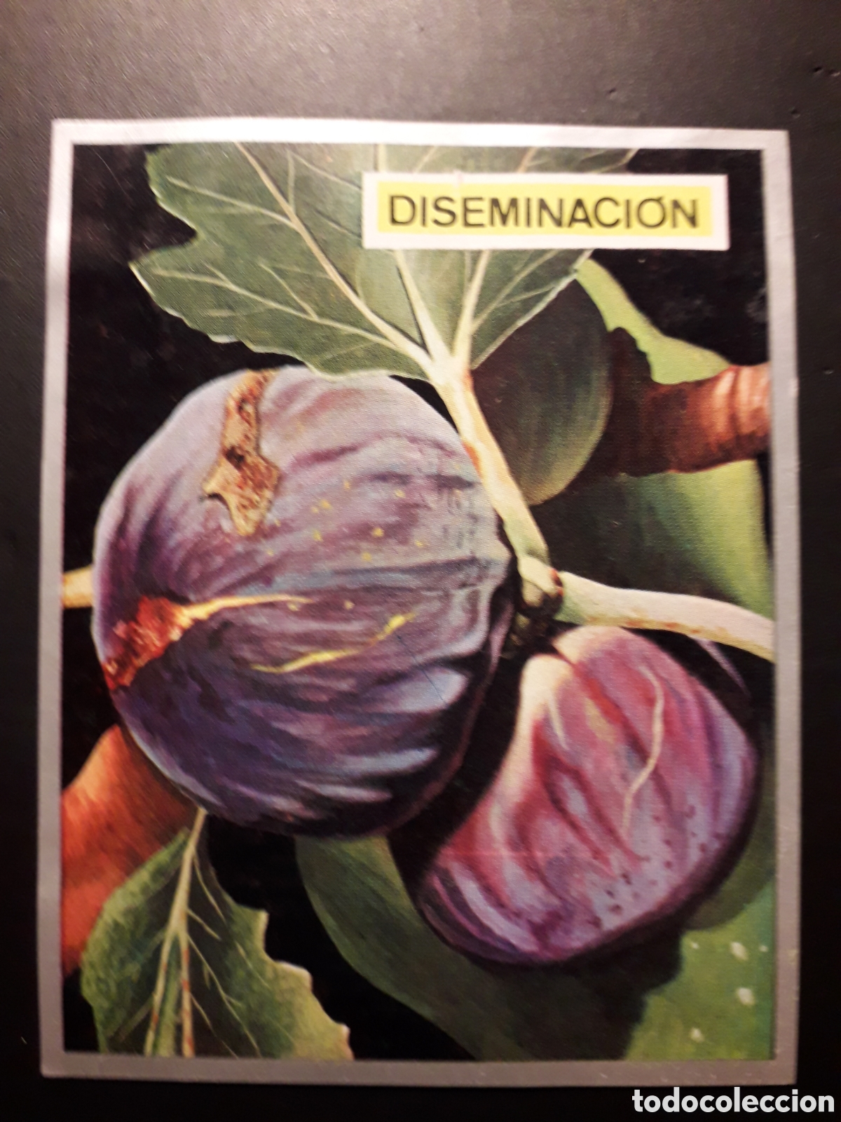 Sammeln alte Sammelbilder: DISEMINACI&Oacute;N HIGUERA ZOOLOG&Iacute;A Y BOT&Aacute;NICA N&deg; 226 ED MAGA 1969 DESPEGADO PEDIDO M&Iacute;NIMO 3&euro;