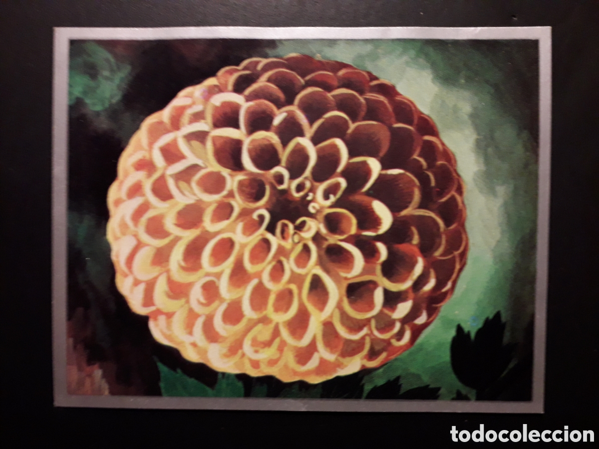 Coleccionismo cromos antiguos: PLANTAS DE JARD&Iacute;N, DALIA ZOOLOG&Iacute;A Y BOT&Aacute;NICA N&deg; 268 ED MAGA 1969 DESPEGADO PEDIDO M&Iacute;NIMO 3&euro;