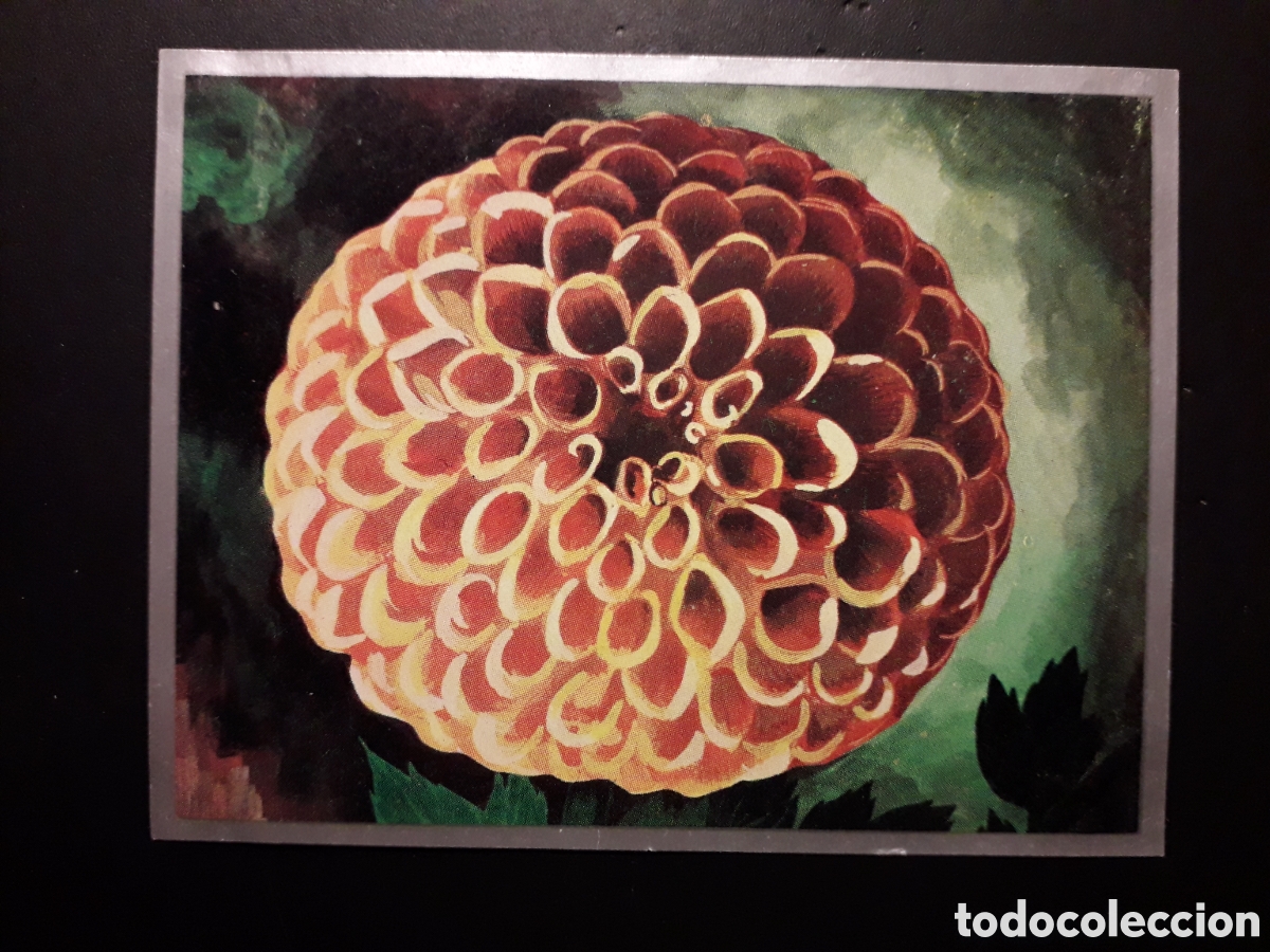 Coleccionismo cromos antiguos: PLANTAS DE JARD&Iacute;N, DALIA ZOOLOG&Iacute;A Y BOT&Aacute;NICA N&deg; 268 ED MAGA 1969 DESPEGADO PEDIDO M&Iacute;NIMO 3&euro;