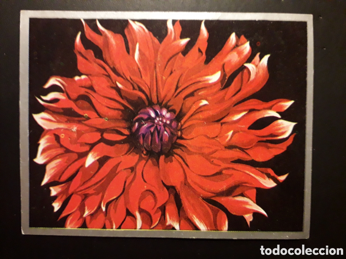 Coleccionismo cromos antiguos: PLANTAS DE JARD&Iacute;N, DALIA ZOOLOG&Iacute;A Y BOT&Aacute;NICA N&deg; 269 ED MAGA 1969 DESPEGADO PEDIDO M&Iacute;NIMO 3&euro;.