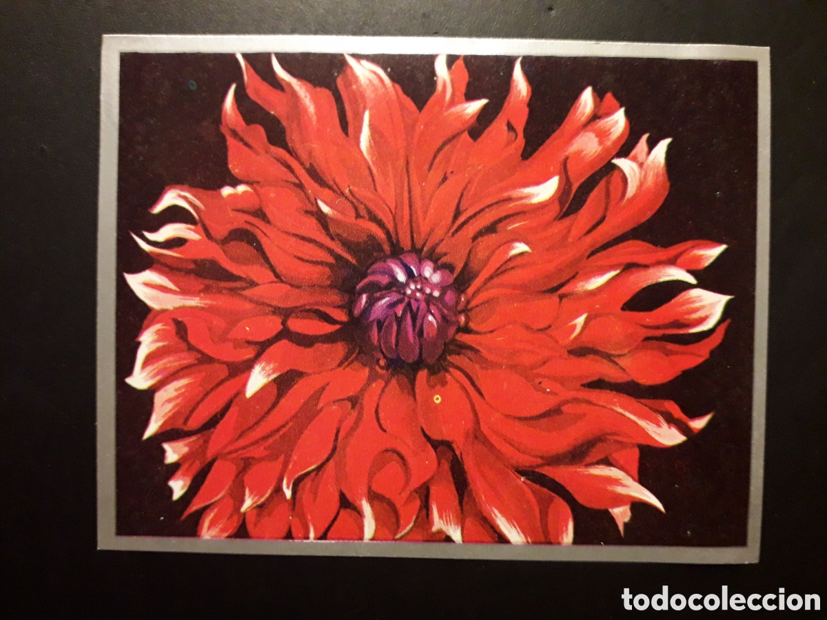Coleccionismo cromos antiguos: PLANTAS DE JARD&Iacute;N, DALIA ZOOLOG&Iacute;A Y BOT&Aacute;NICA N&deg; 269 ED MAGA 1969 DESPEGADO PEDIDO M&Iacute;NIMO 3&euro;