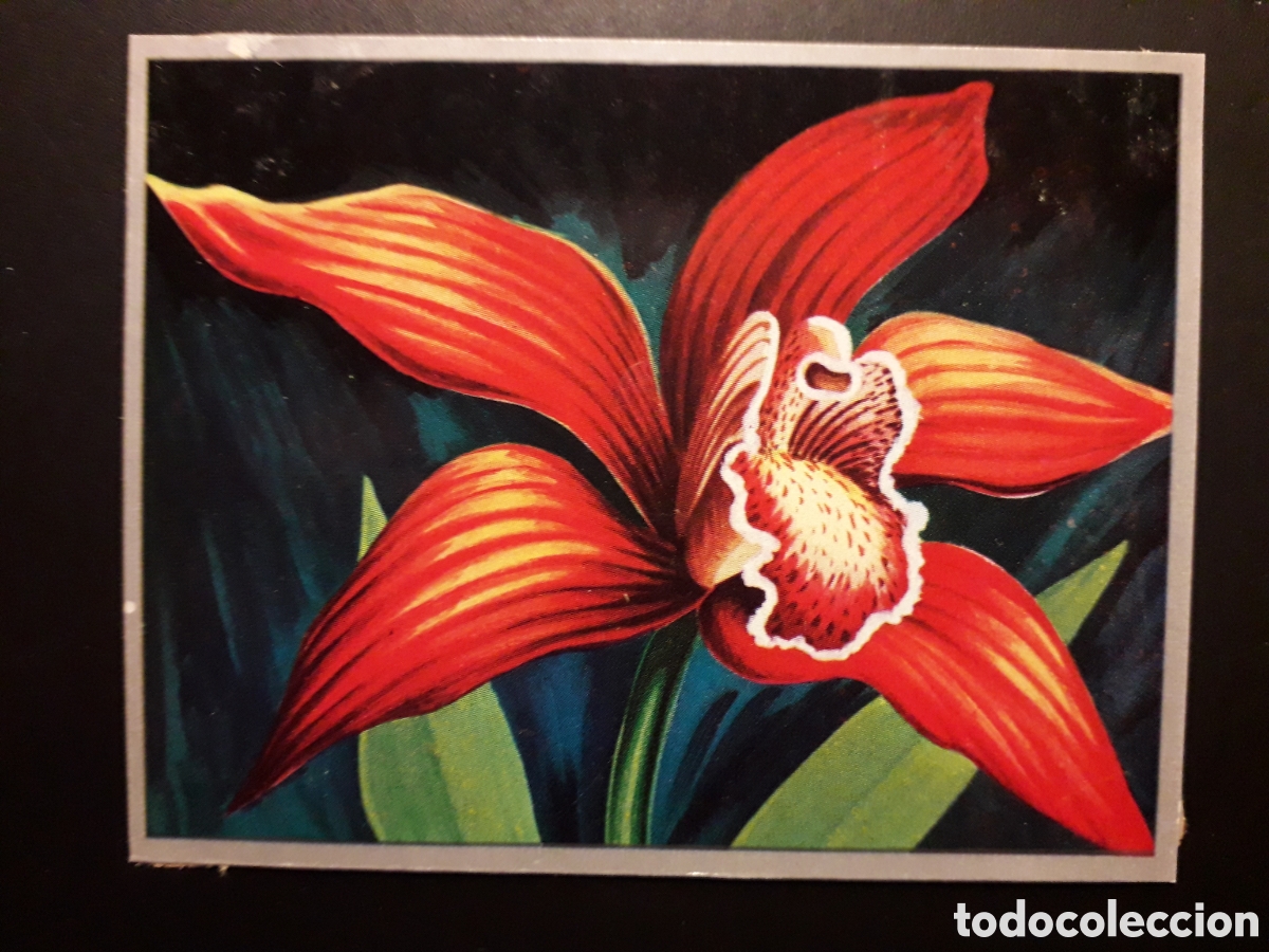 Sammeln alte Sammelbilder: FLORES EX&Oacute;TICAS, ORQU&Iacute;DEA ZOOLOG&Iacute;A Y BOT&Aacute;NICA N&deg; 277 ED MAGA 1969 DESPEGADO PEDIDO M&Iacute;NIMO 3&euro;.
