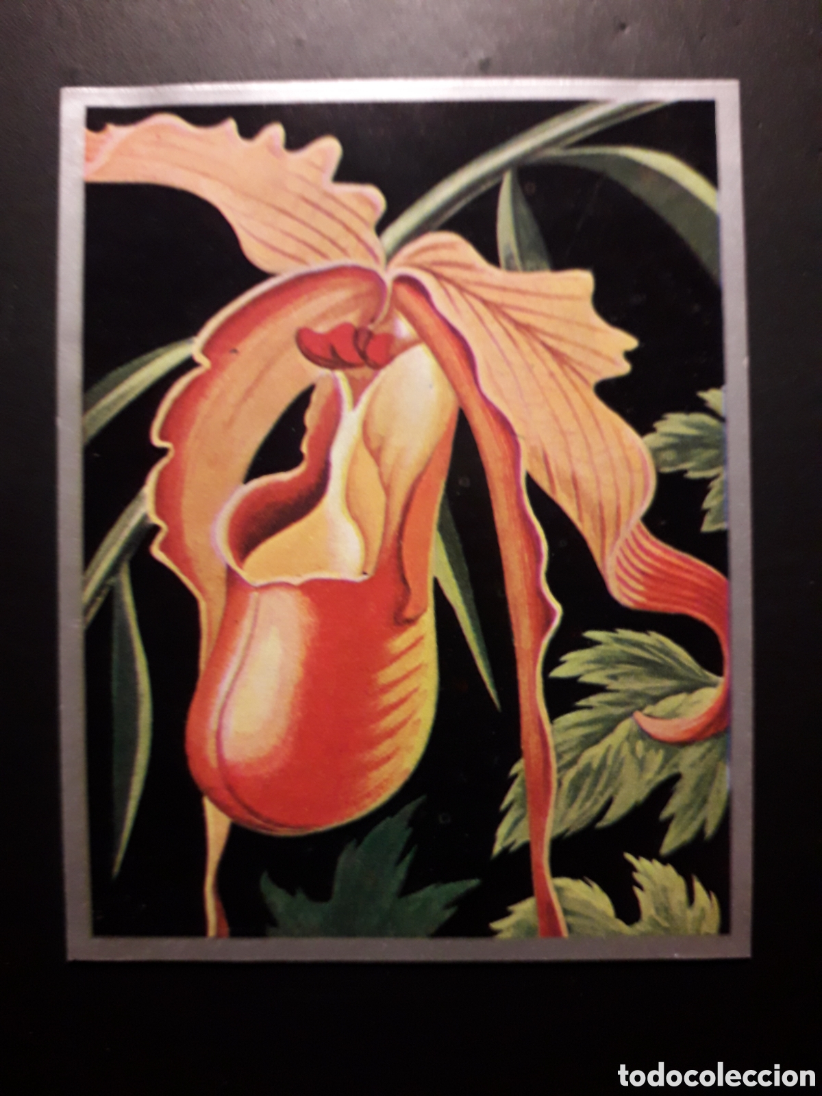 Sammeln alte Sammelbilder: FLORES EX&Oacute;TICAS, ORQU&Iacute;DEA ZOOLOG&Iacute;A Y BOT&Aacute;NICA N&deg; 278 ED MAGA 1969 DESPEGADO PEDIDO M&Iacute;NIMO 3&euro;