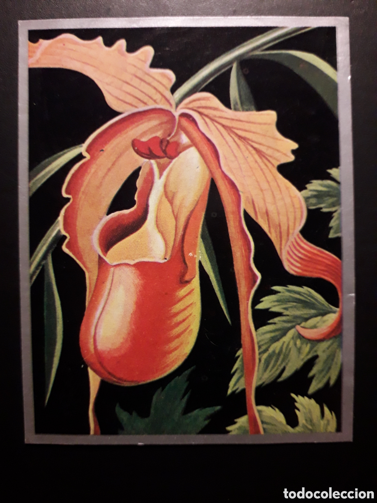 Sammeln alte Sammelbilder: FLORES EX&Oacute;TICAS, ORQU&Iacute;DEA ZOOLOG&Iacute;A Y BOT&Aacute;NICA N&deg; 278 ED MAGA 1969 DESPEGADO PEDIDO M&Iacute;NIMO 3&euro;