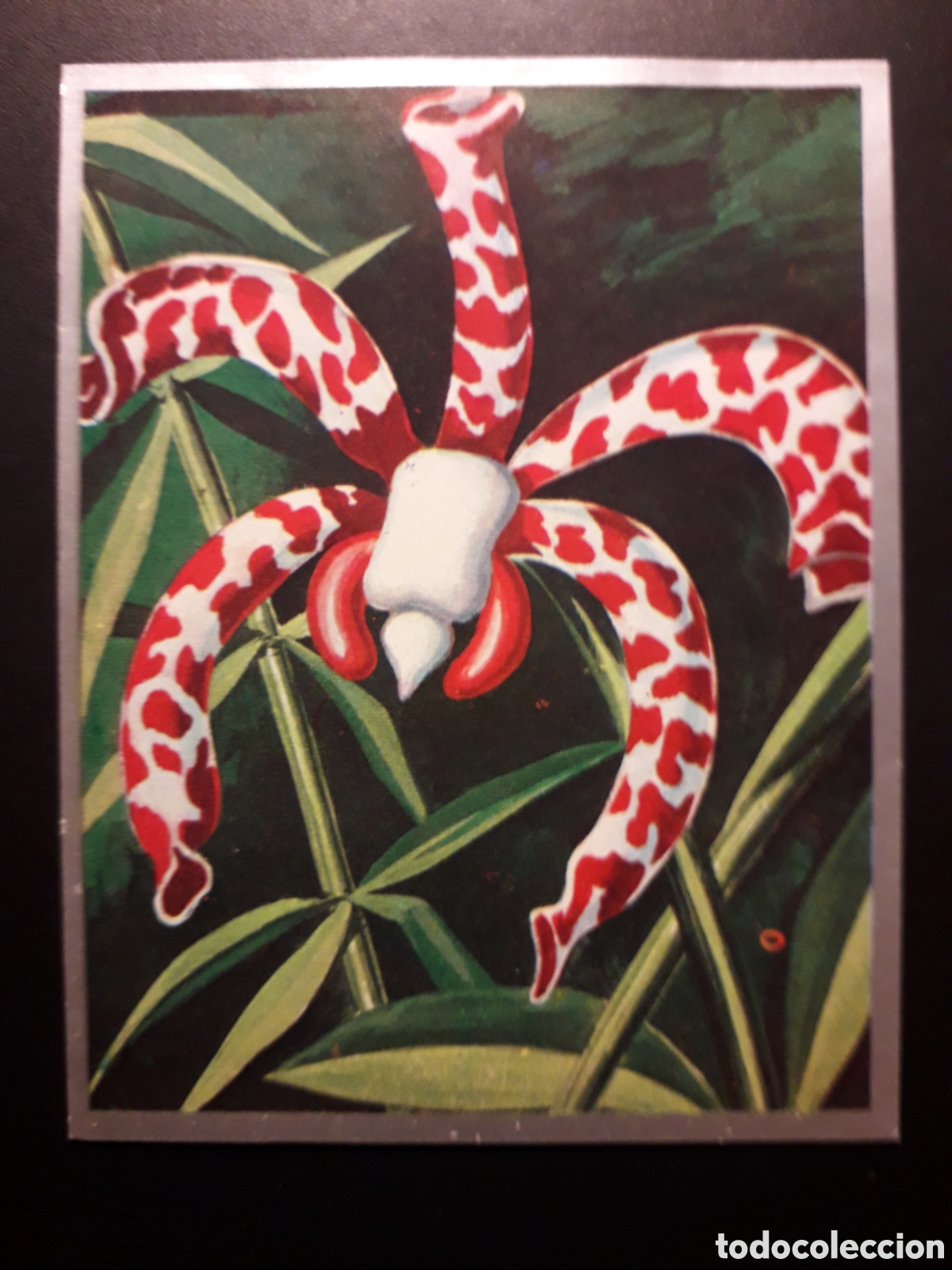 Sammeln alte Sammelbilder: FLORES EX&Oacute;TICAS, ORQU&Iacute;DEA ZOOLOG&Iacute;A Y BOT&Aacute;NICA N&deg; 279 ED MAGA 1969 DESPEGADO PEDIDO M&Iacute;NIMO 3&euro;