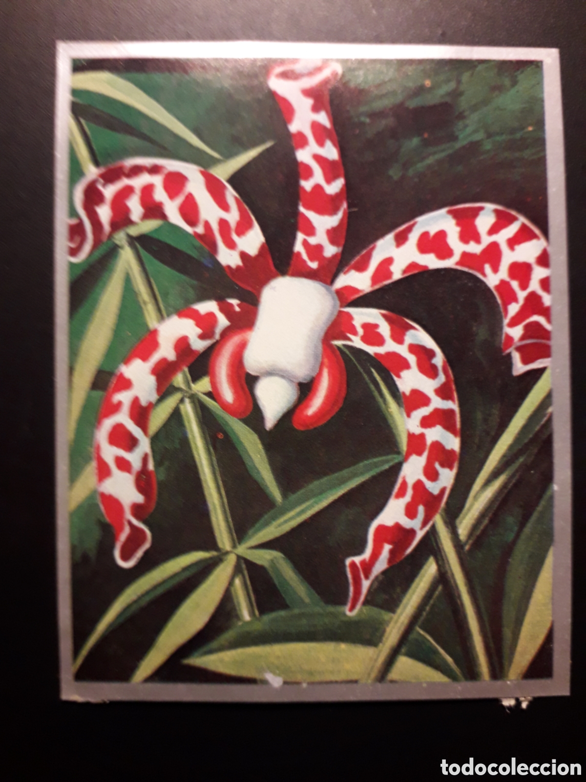Sammeln alte Sammelbilder: FLORES EX&Oacute;TICAS, ORQU&Iacute;DEA ZOOLOG&Iacute;A Y BOT&Aacute;NICA N&deg; 279 ED MAGA 1969 DESPEGADO PEDIDO M&Iacute;NIMO 3&euro;