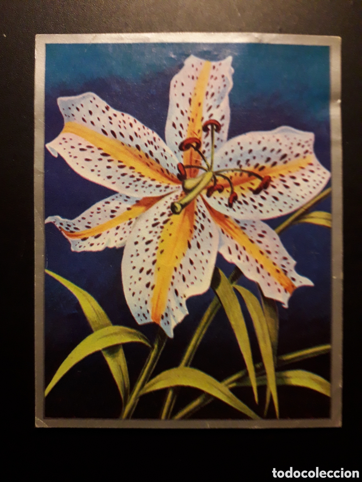 Sammeln alte Sammelbilder: FLORES EX&Oacute;TICAS, ZOOLOG&Iacute;A Y BOT&Aacute;NICA N&deg; 280 ED MAGA 1969 DESPEGADO PEDIDO M&Iacute;NIMO 3&euro;