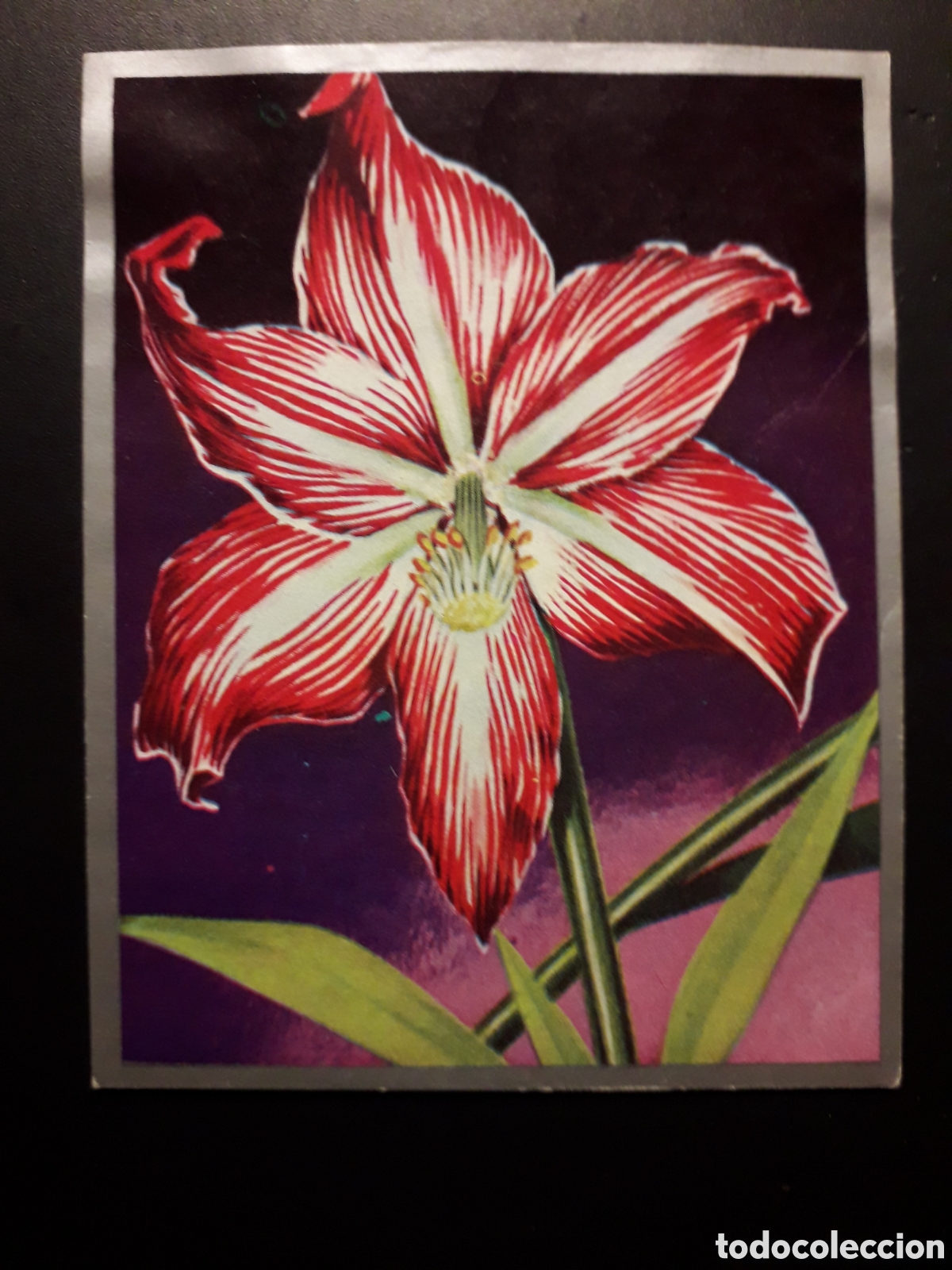 Sammeln alte Sammelbilder: FLORES EX&Oacute;TICAS, ZOOLOG&Iacute;A Y BOT&Aacute;NICA N&deg; 281 ED MAGA 1969 DESPEGADO PEDIDO M&Iacute;NIMO 3&euro;
