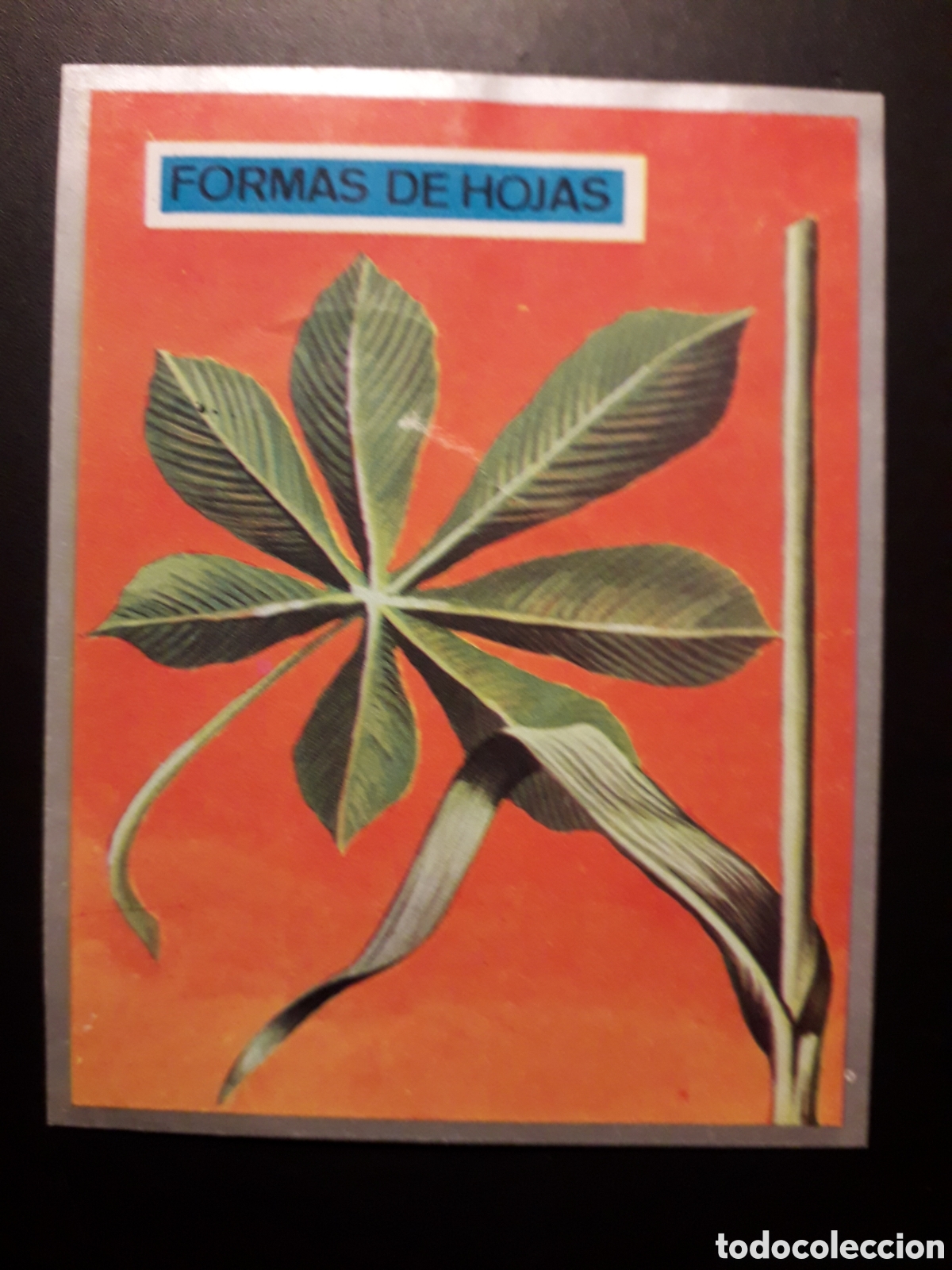 Sammeln alte Sammelbilder: FORMAS DE HOJAS, ZOOLOG&Iacute;A Y BOT&Aacute;NICA N&deg; 282 ED MAGA 1969 DESPEGADO PEDIDO M&Iacute;NIMO 3&euro;