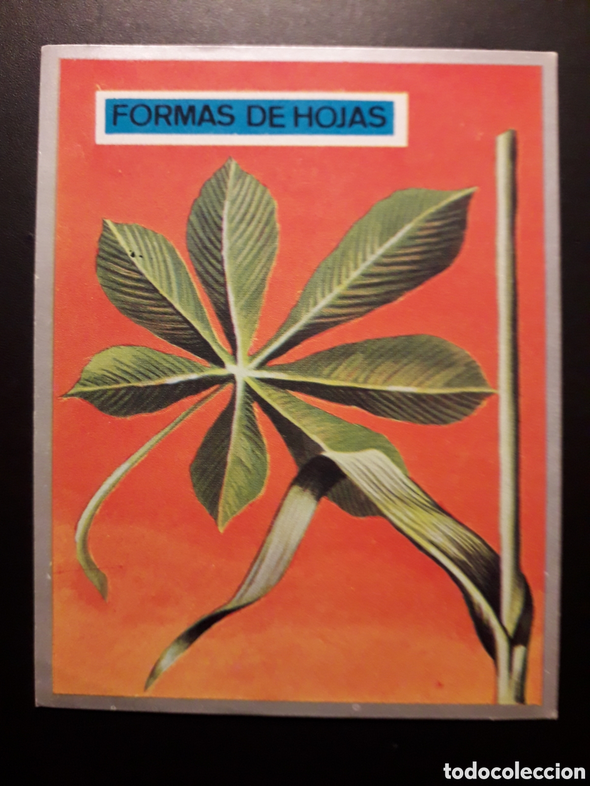 Sammeln alte Sammelbilder: FORMAS DE HOJAS, ZOOLOG&Iacute;A Y BOT&Aacute;NICA N&deg; 282 ED MAGA 1969 SIN PEGAR PEDIDO M&Iacute;NIMO 3&euro;
