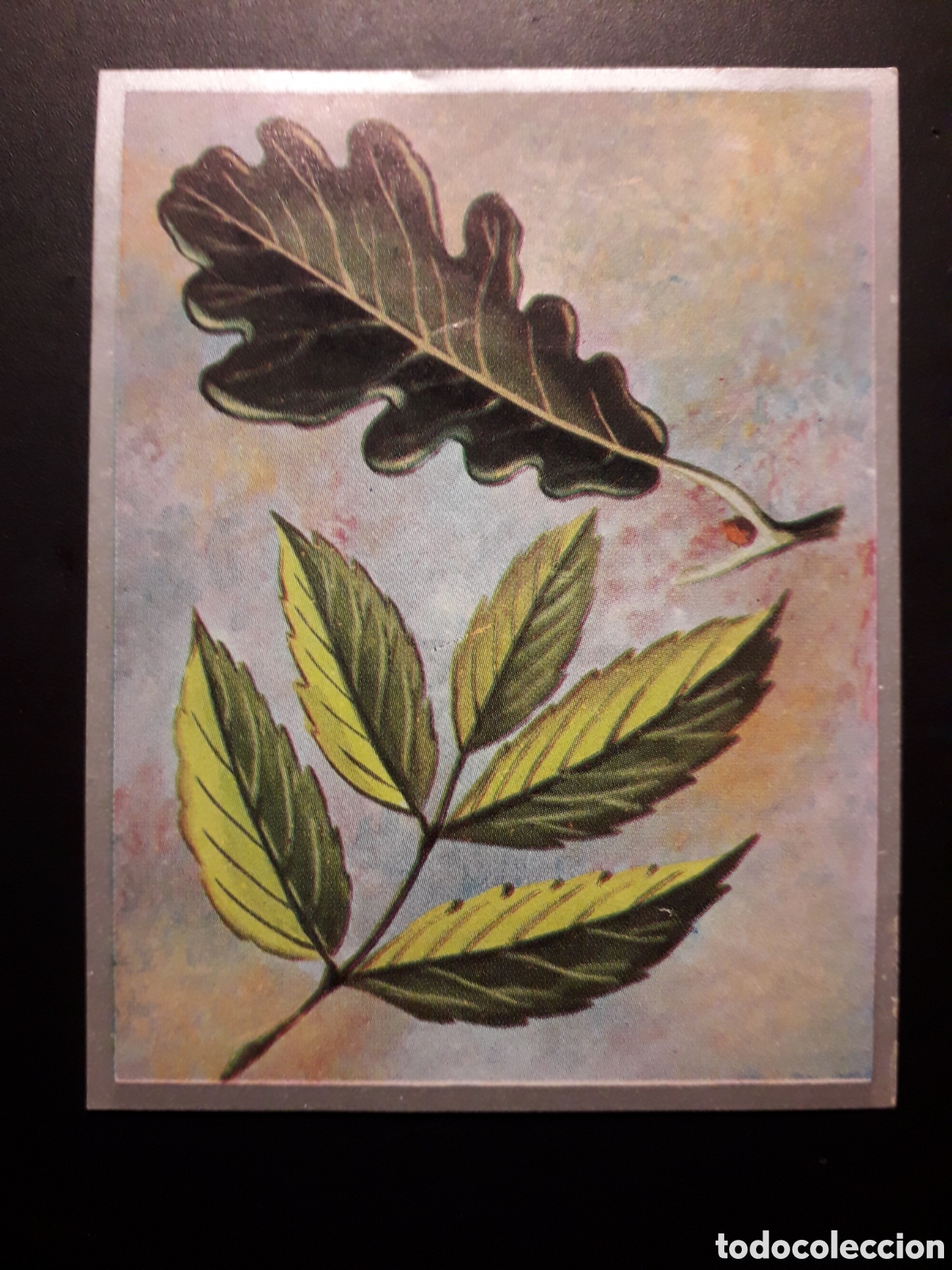 Sammeln alte Sammelbilder: FORMAS DE HOJAS, ZOOLOG&Iacute;A Y BOT&Aacute;NICA N&deg; 283 ED MAGA 1969 DESPEGADO PEDIDO M&Iacute;NIMO 3&euro;