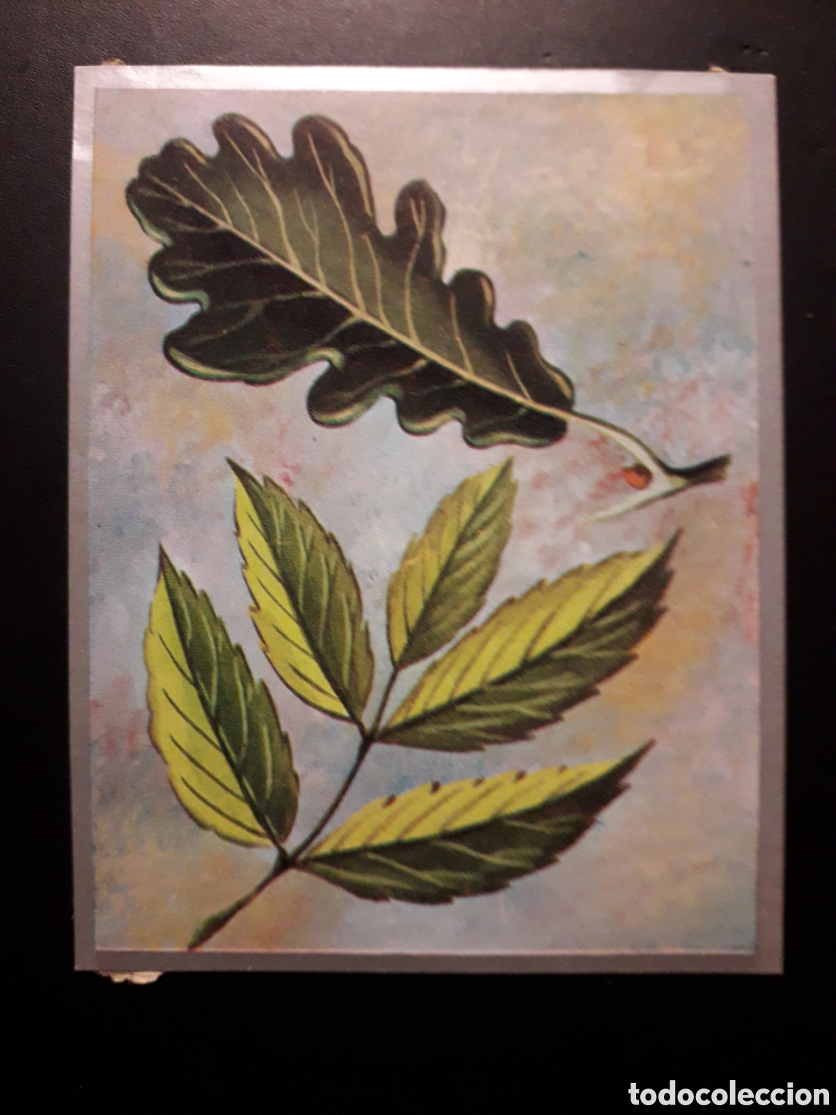 Sammeln alte Sammelbilder: FORMAS DE HOJAS, ZOOLOG&Iacute;A Y BOT&Aacute;NICA N&deg; 283 ED MAGA 1969 DESPEGADO PEDIDO M&Iacute;NIMO 3&euro;