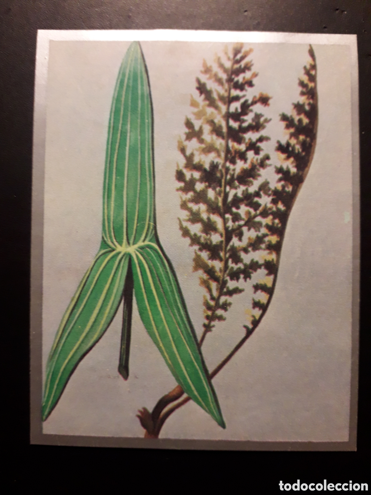 Sammeln alte Sammelbilder: FORMAS DE HOJAS, ZOOLOG&Iacute;A Y BOT&Aacute;NICA N&deg; 284 ED MAGA 1969 DESPEGADO PEDIDO M&Iacute;NIMO 3&euro;
